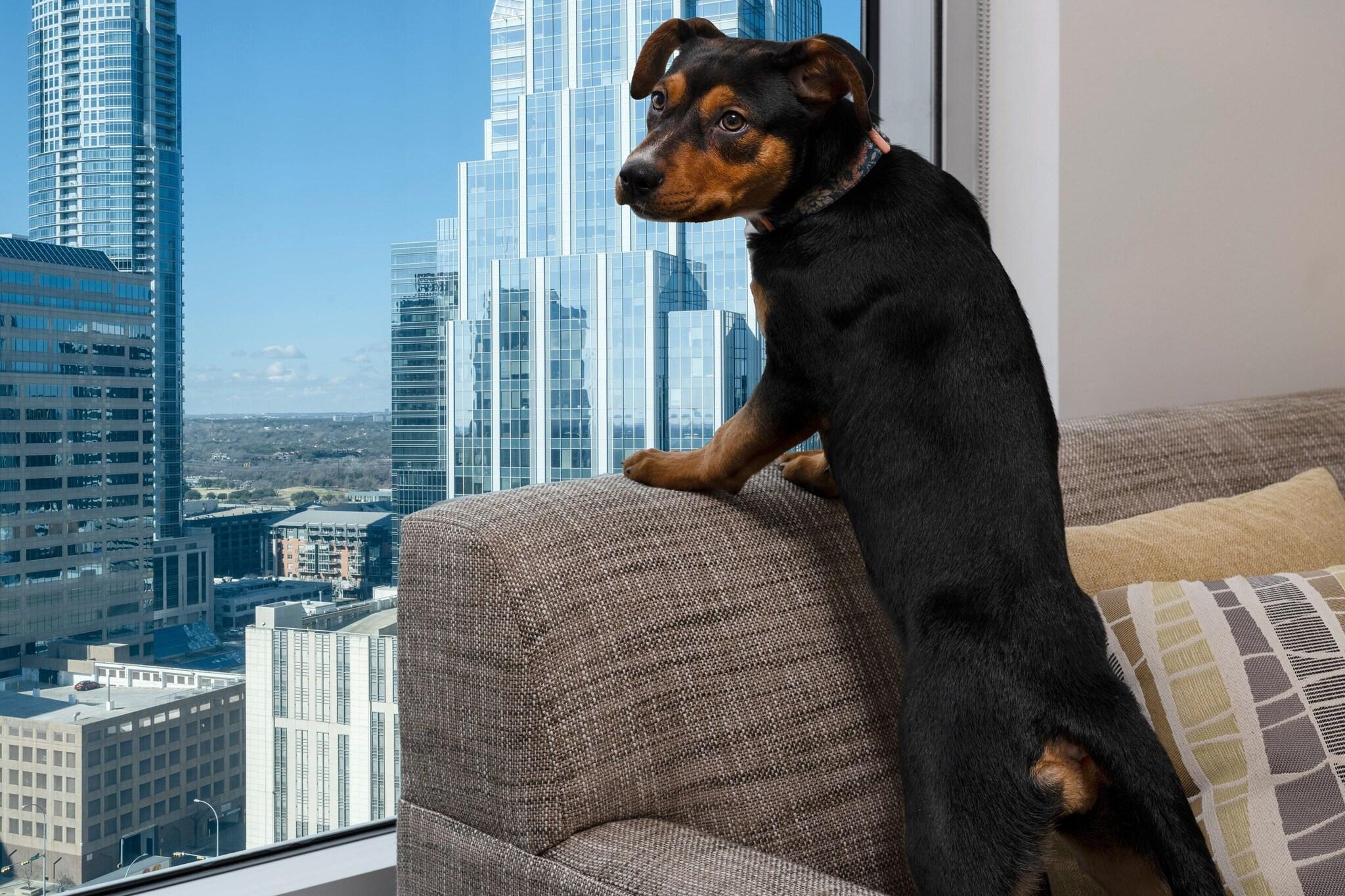 Studio King Size Bed