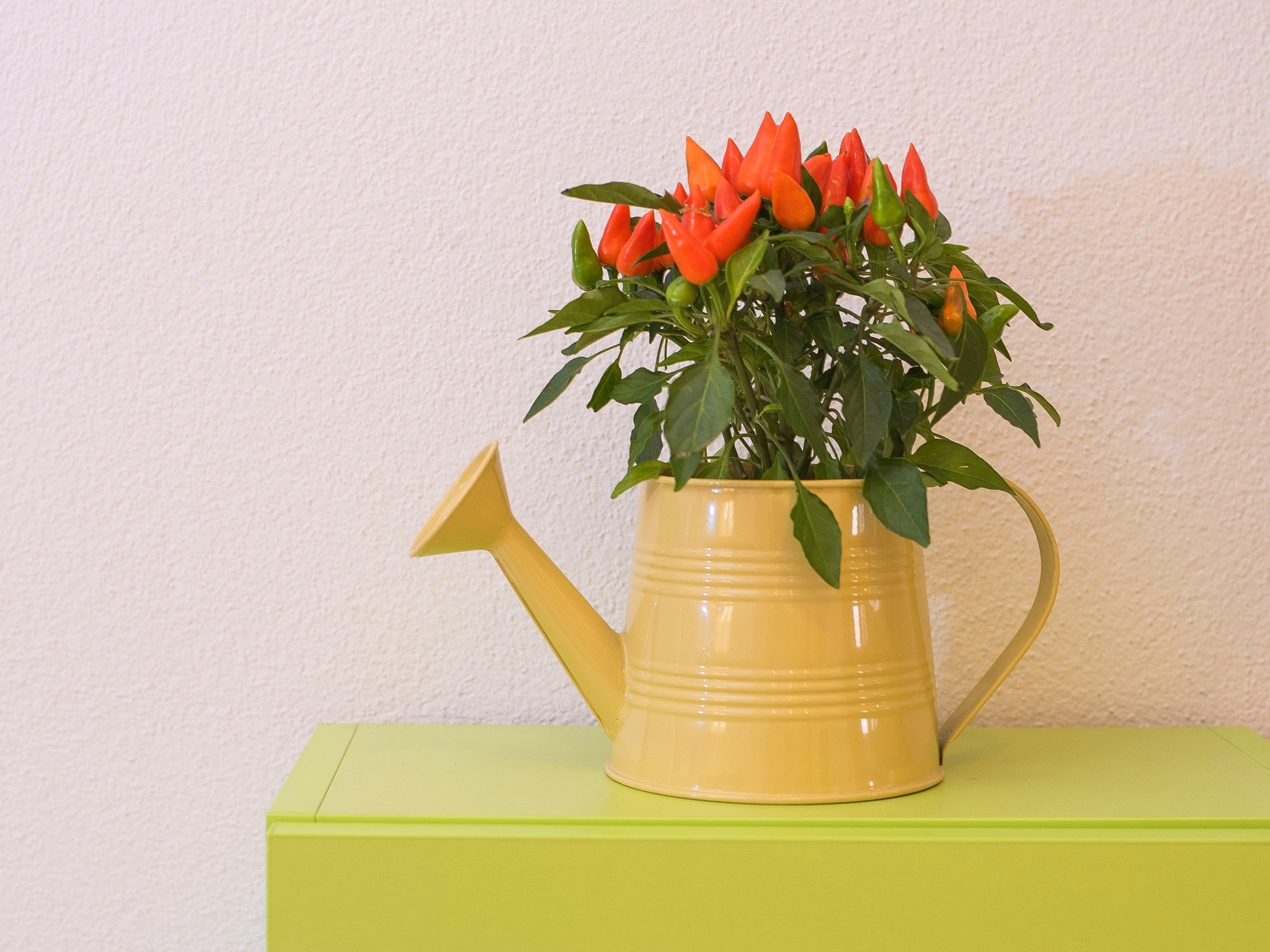 Apartment Capacity 5