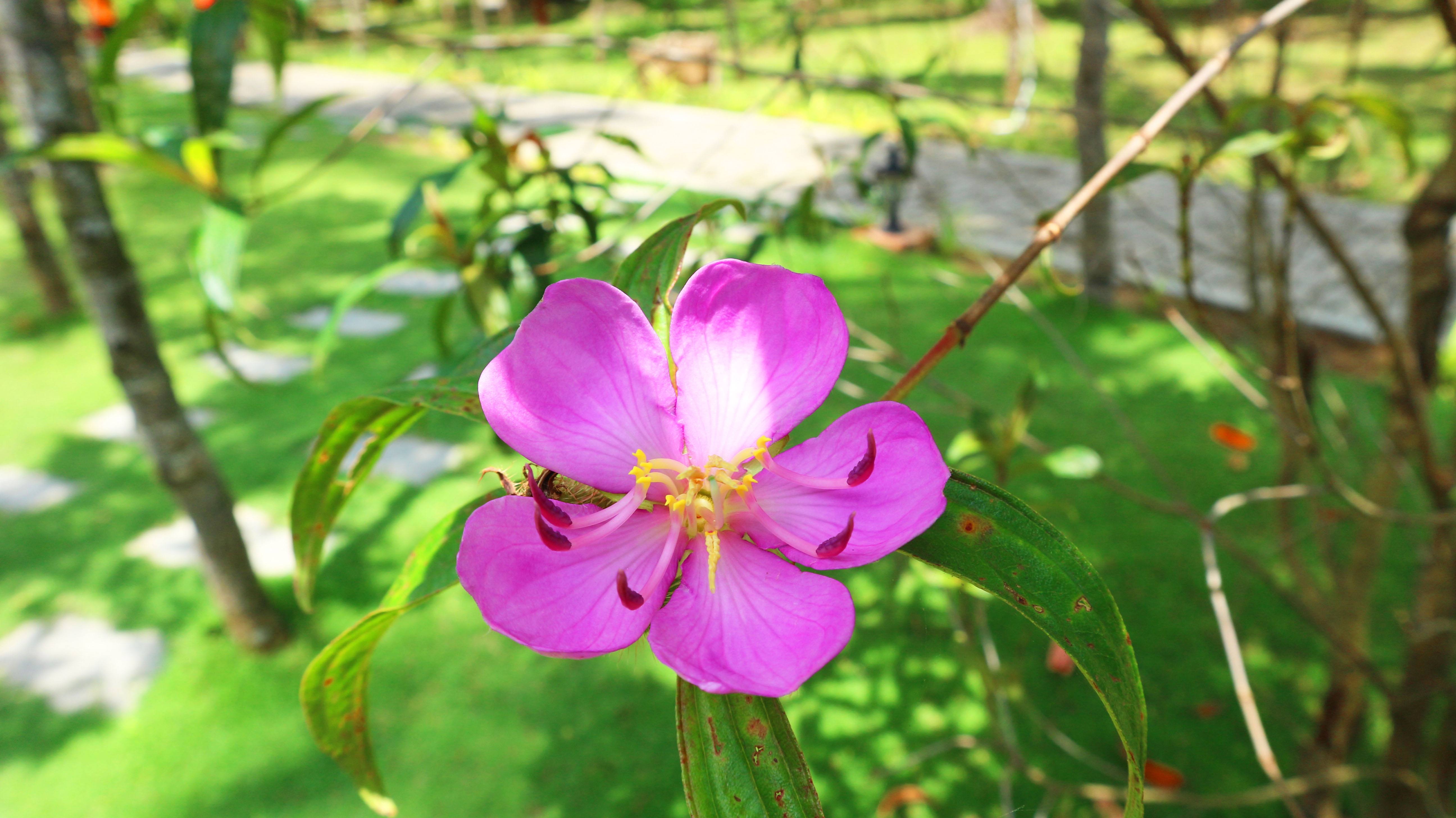Twin Deluxe Garden View