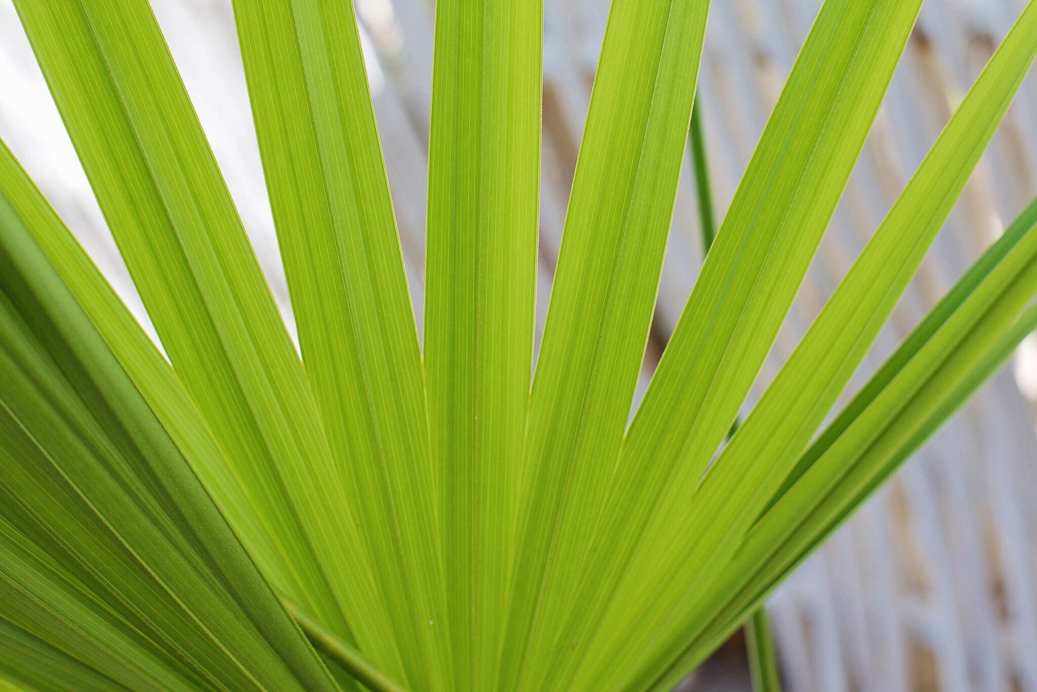 Double Queen Size Bed