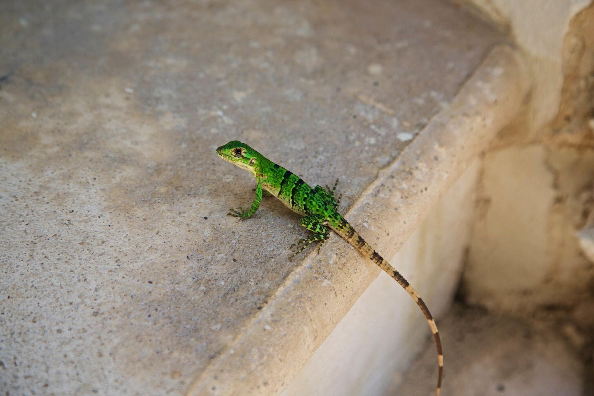 Double Queen Size Bed