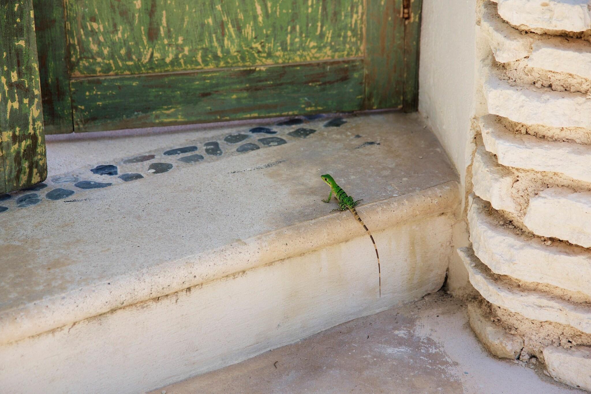 Double Queen Size Bed