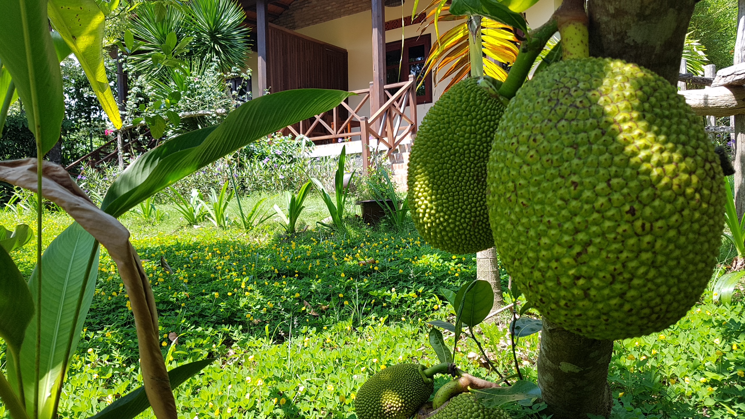 Bungalow Superior Garden View