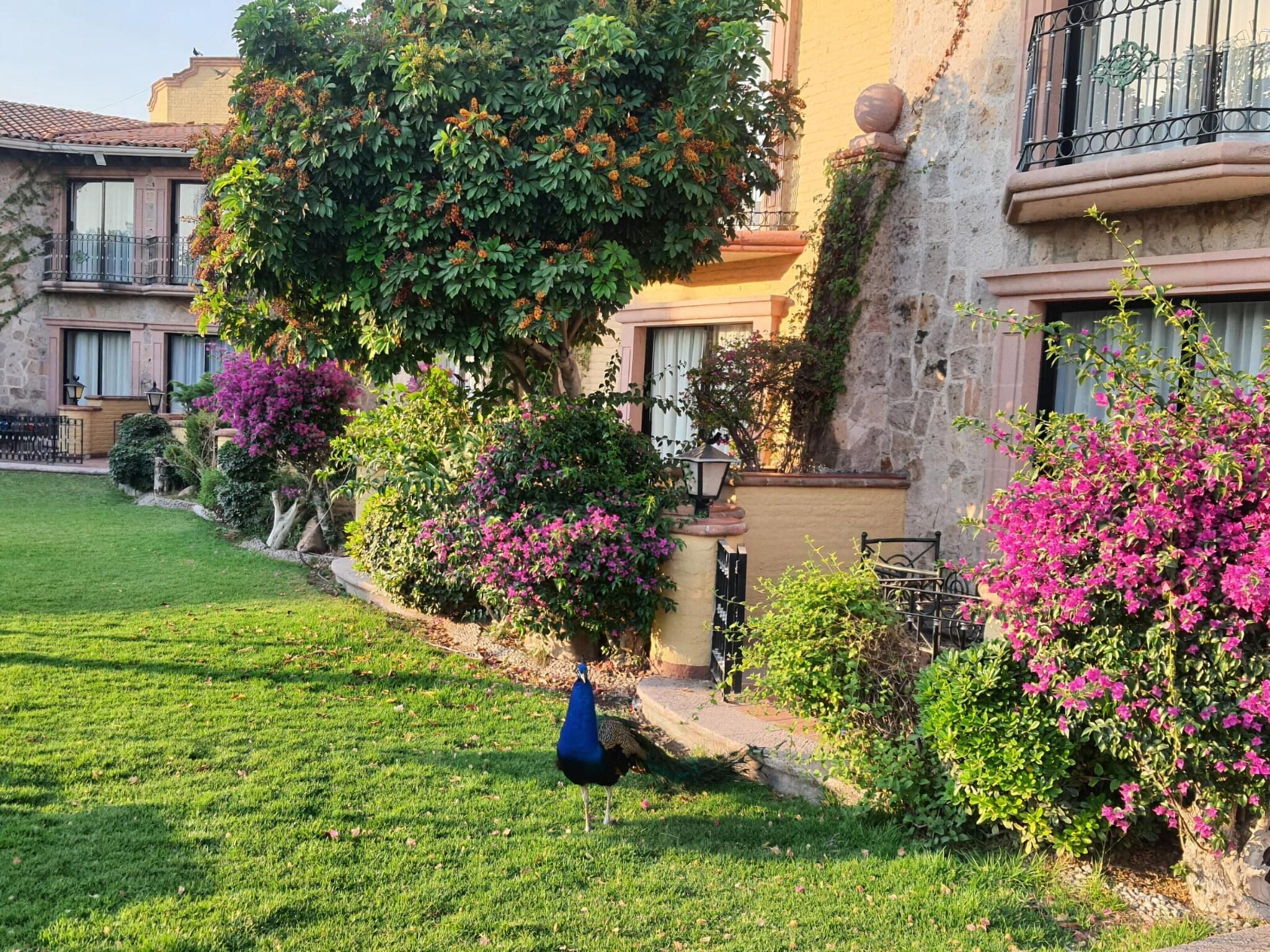 Double Garden View King Bed