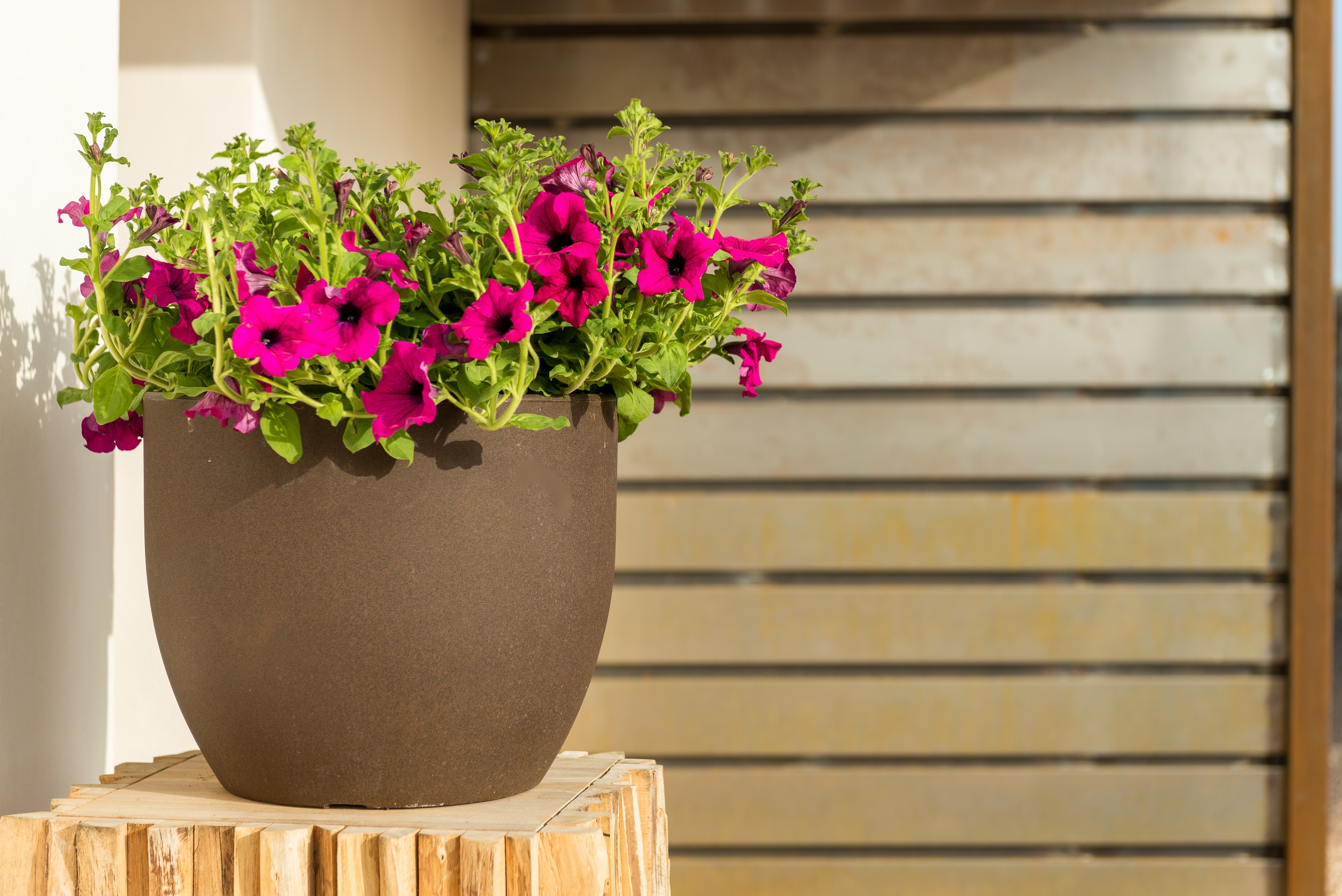 Suite with Private Pool