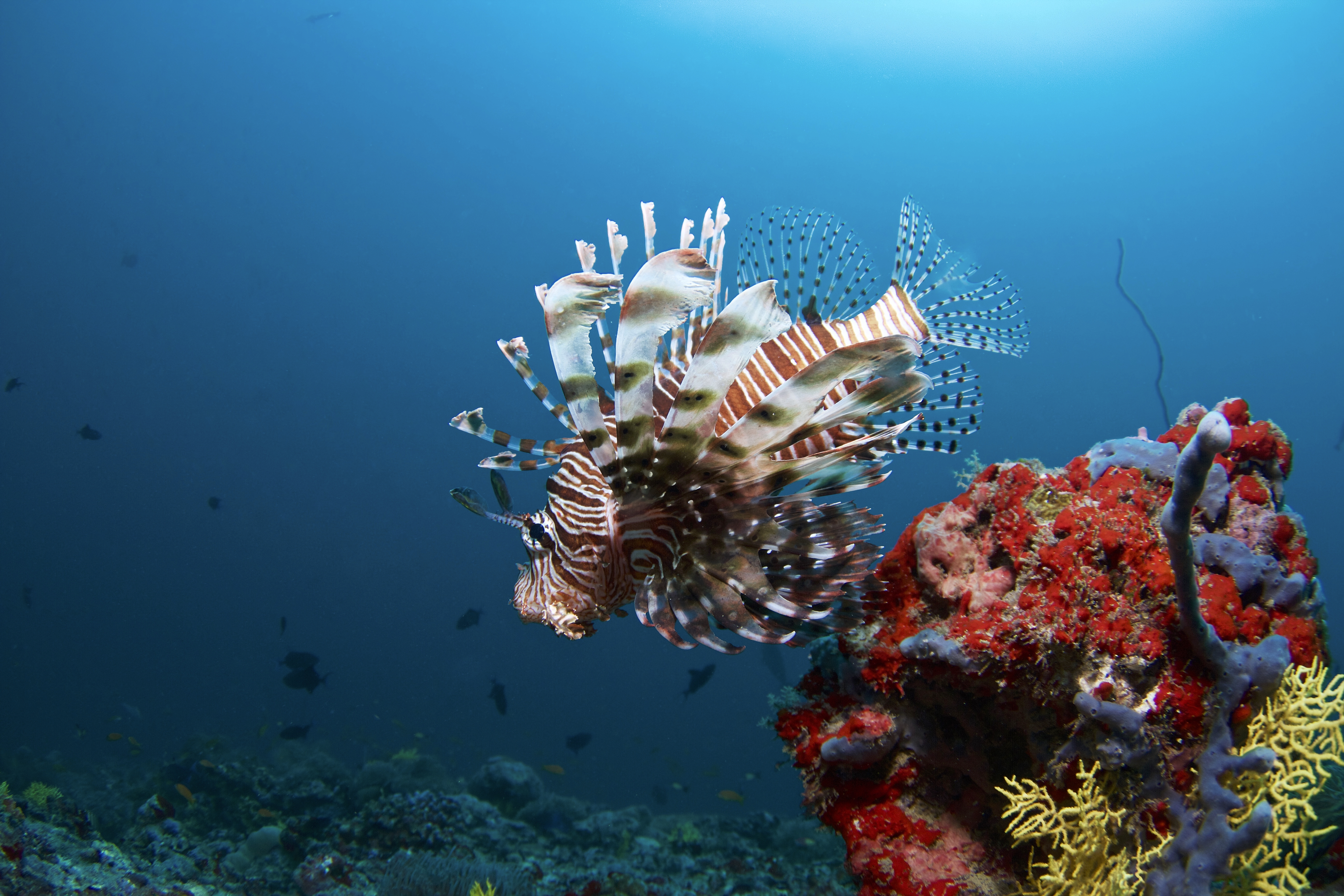 Sports and Entertainment