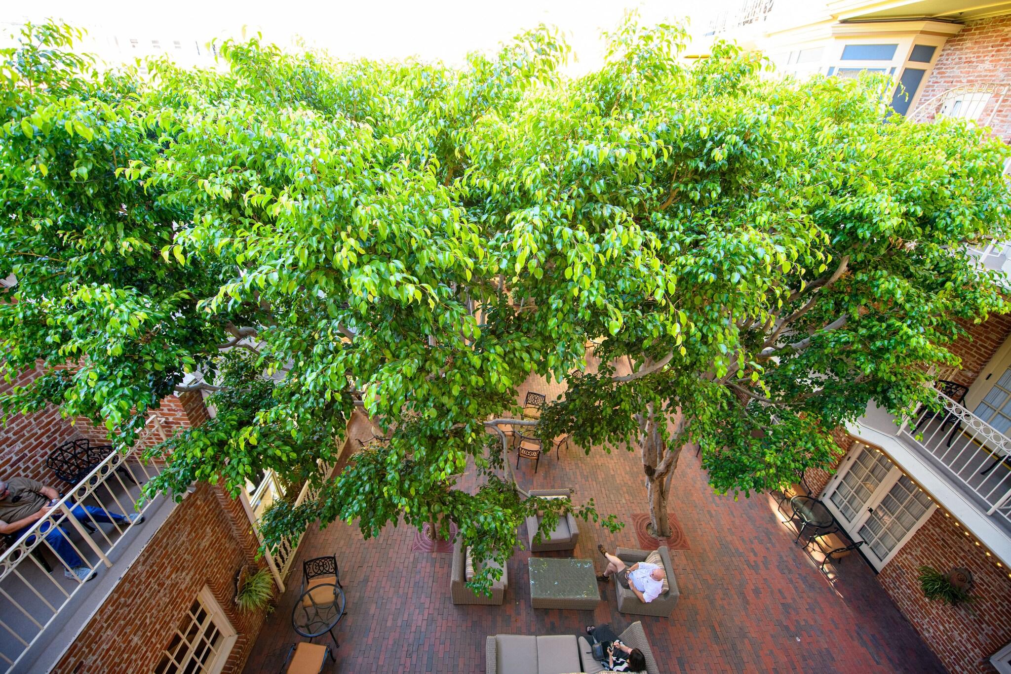 Suite Premier King Bed