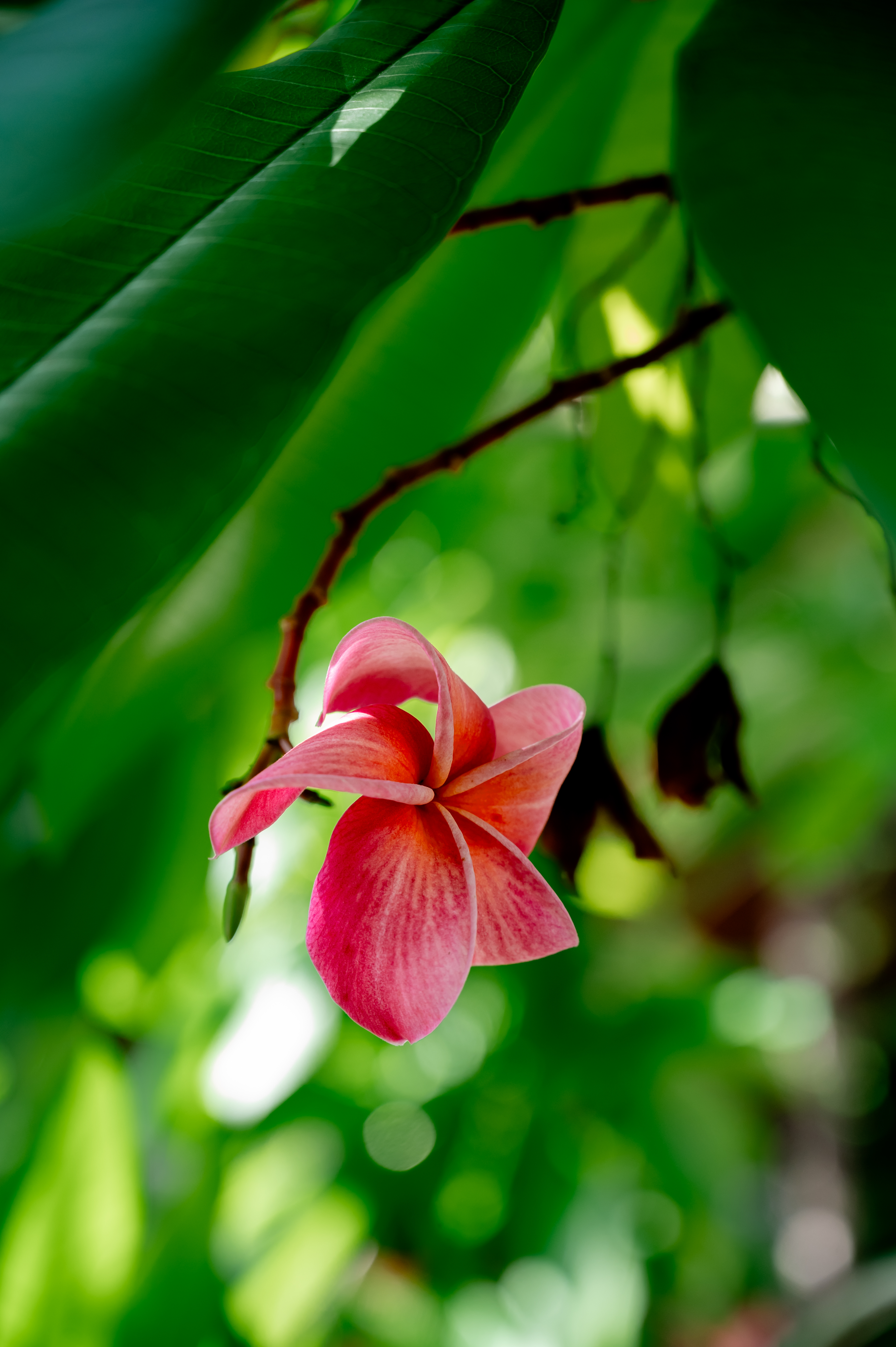 Villa Five Bedrooms with Private Pool