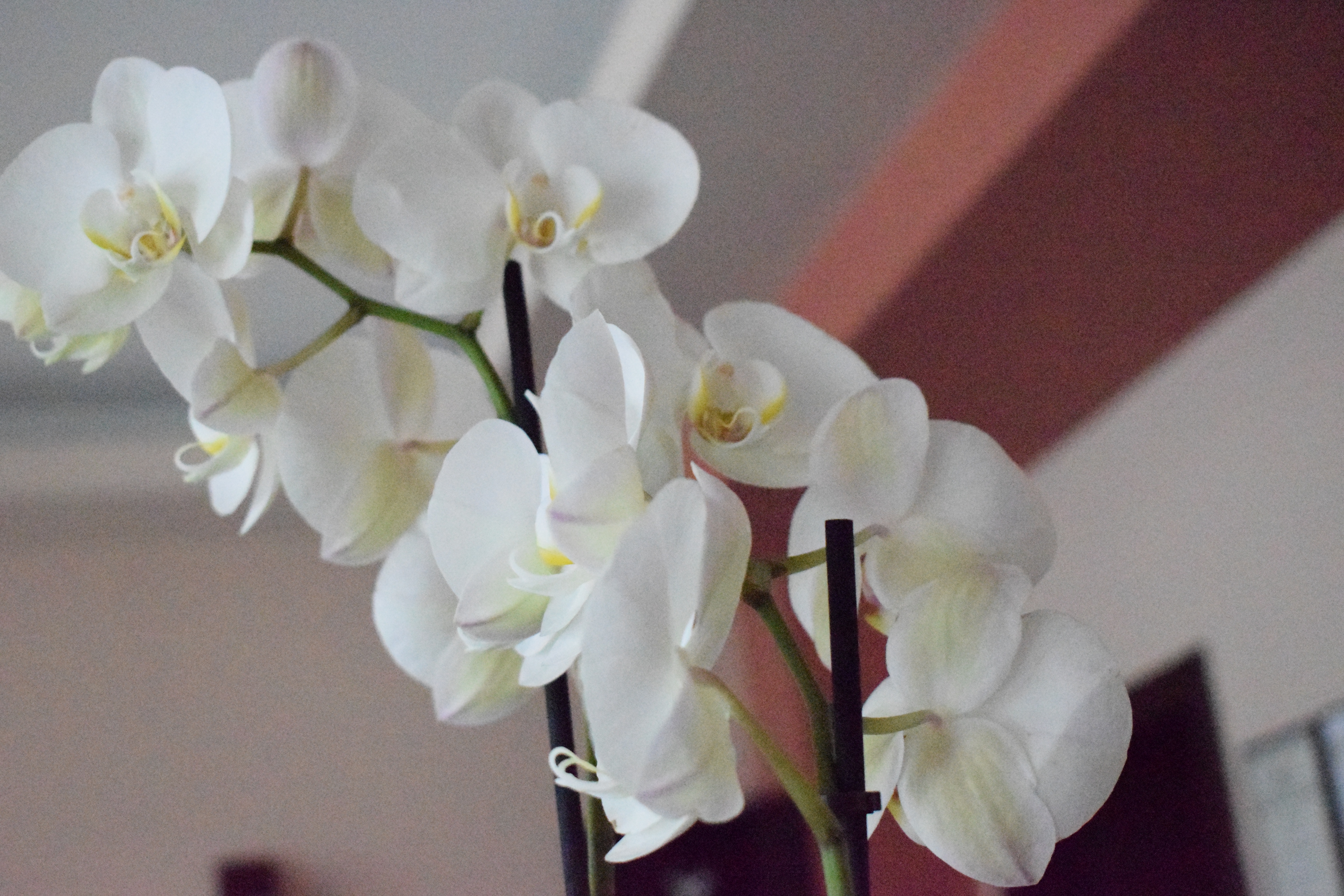 Double Single Standard