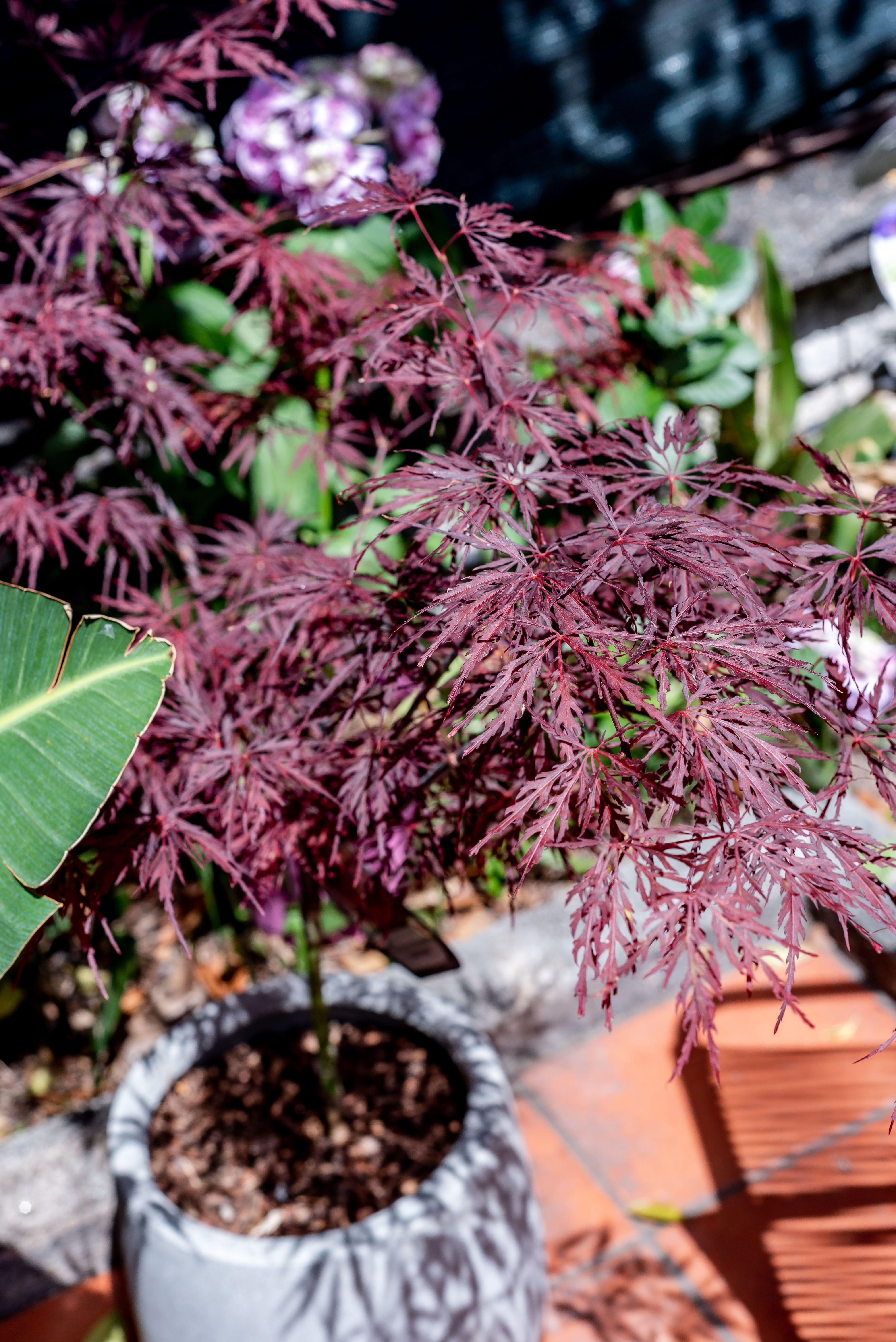 Quadruple Deluxe Garden View