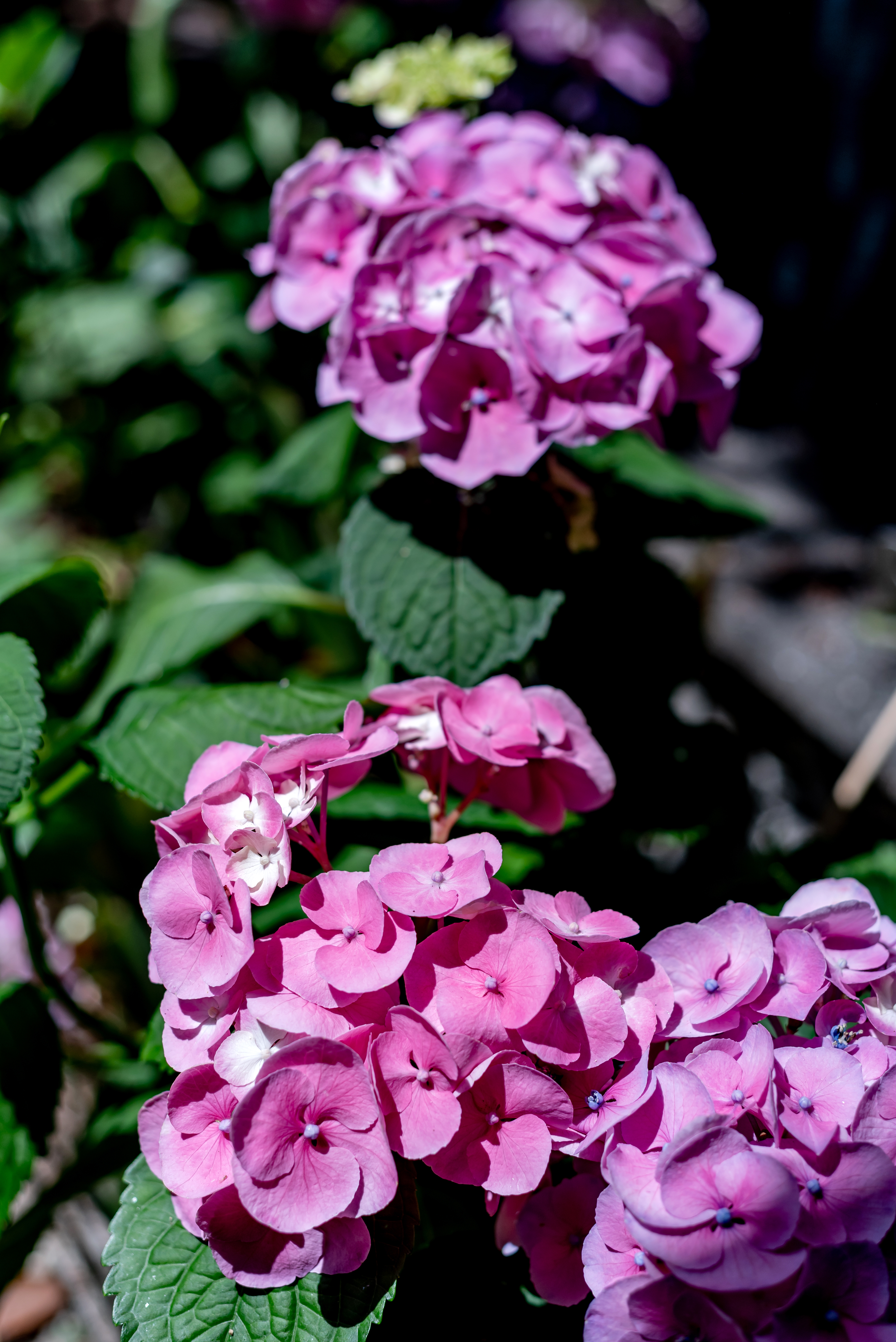 Quadruple Deluxe Garden View