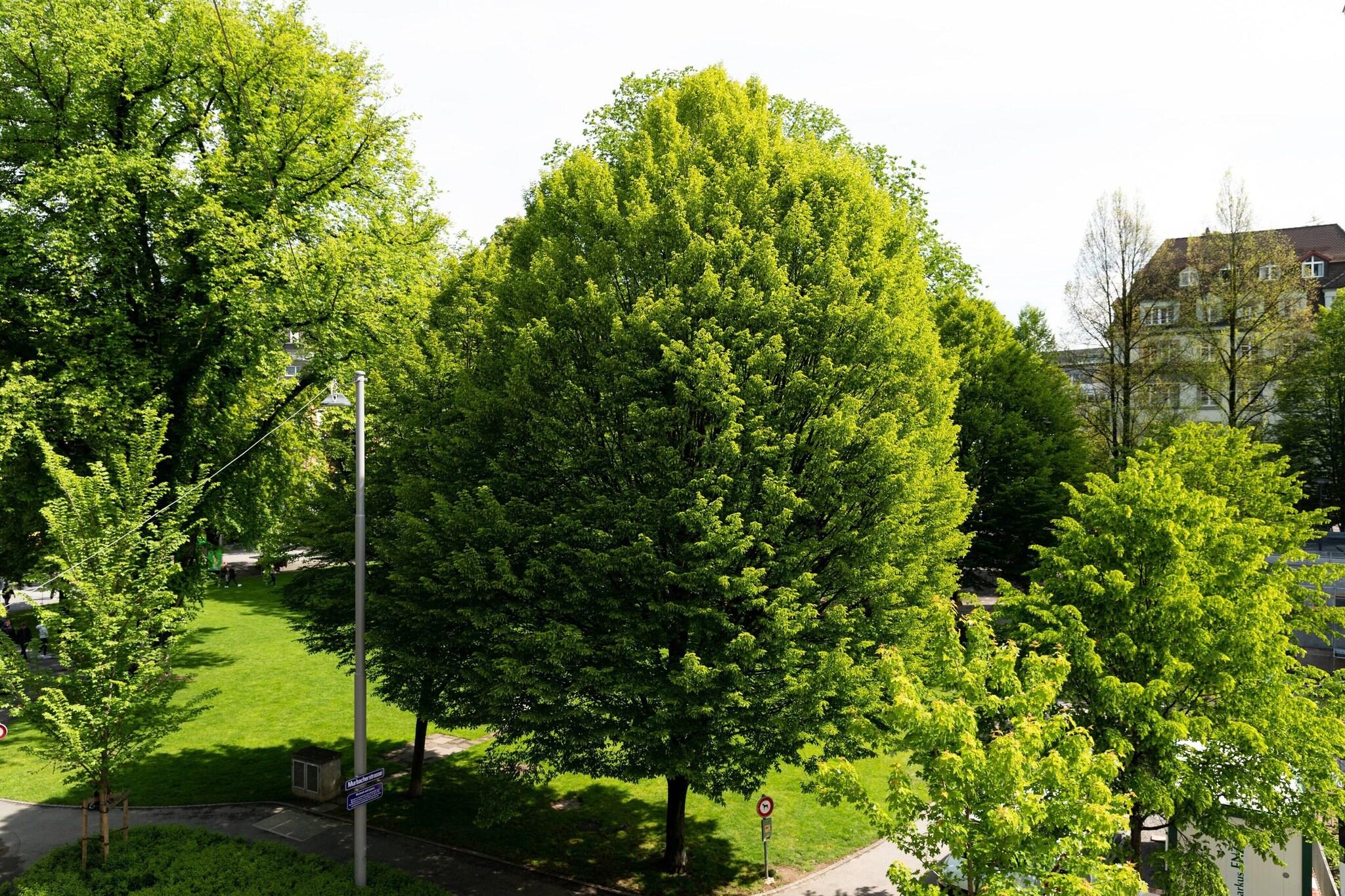 Studio Deluxe Park View