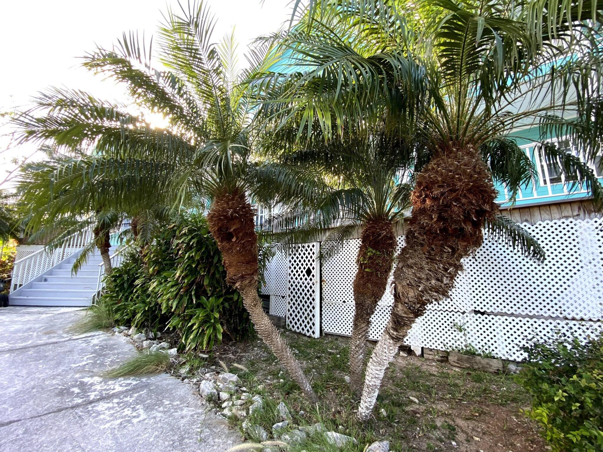 Villa Garden View King Bed