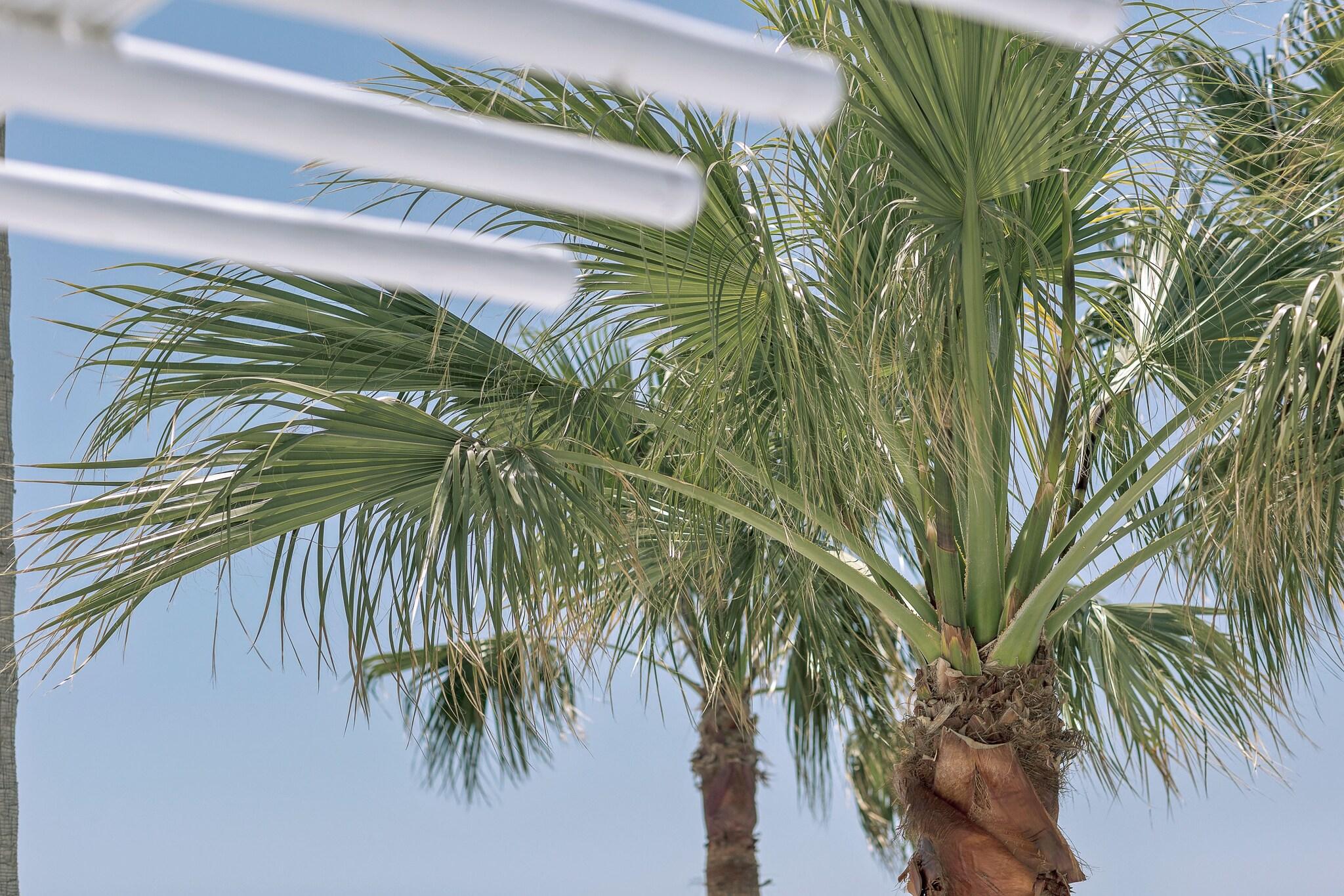 Studio Sea View King Bed