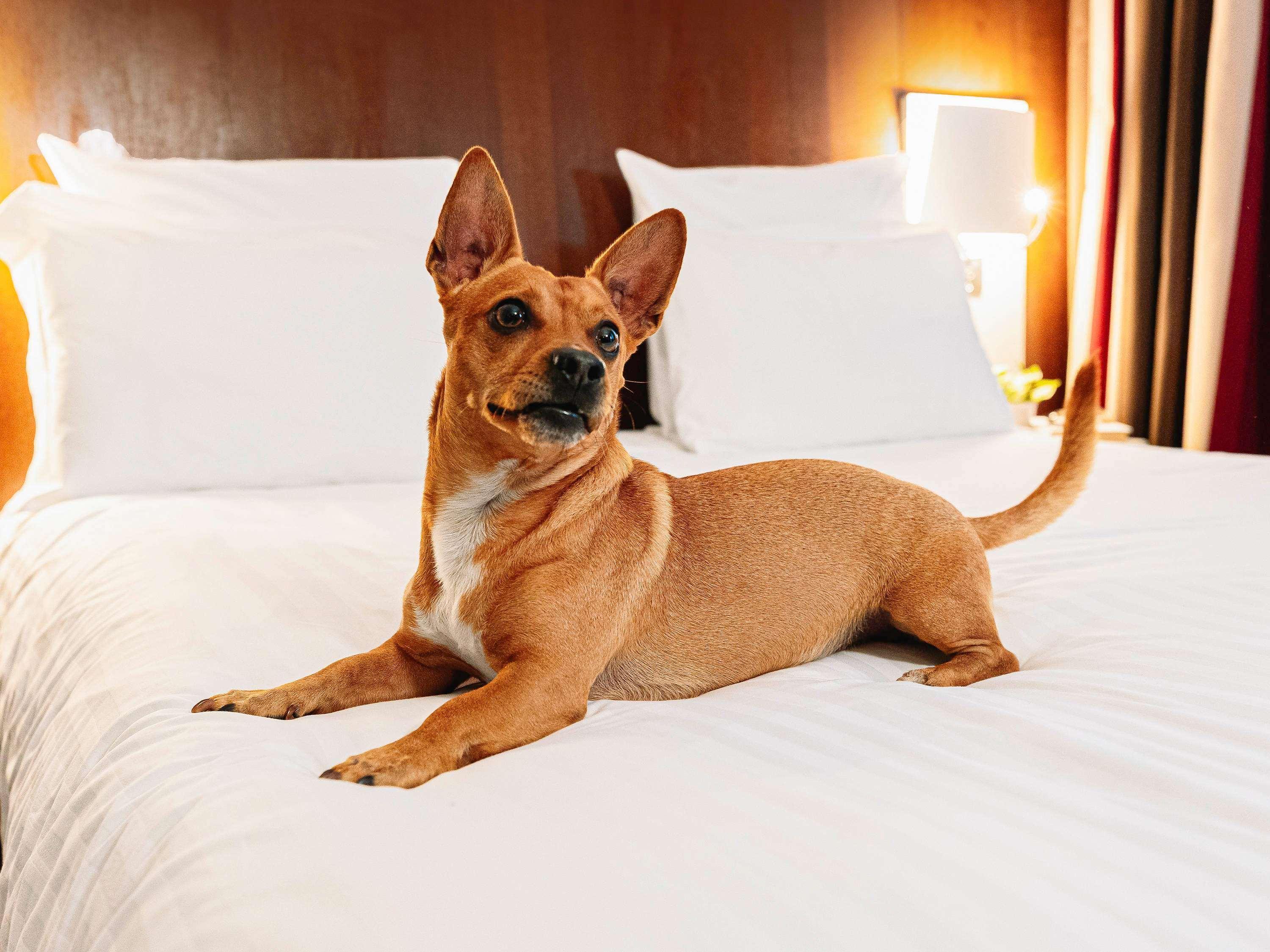 Double with Double Bed