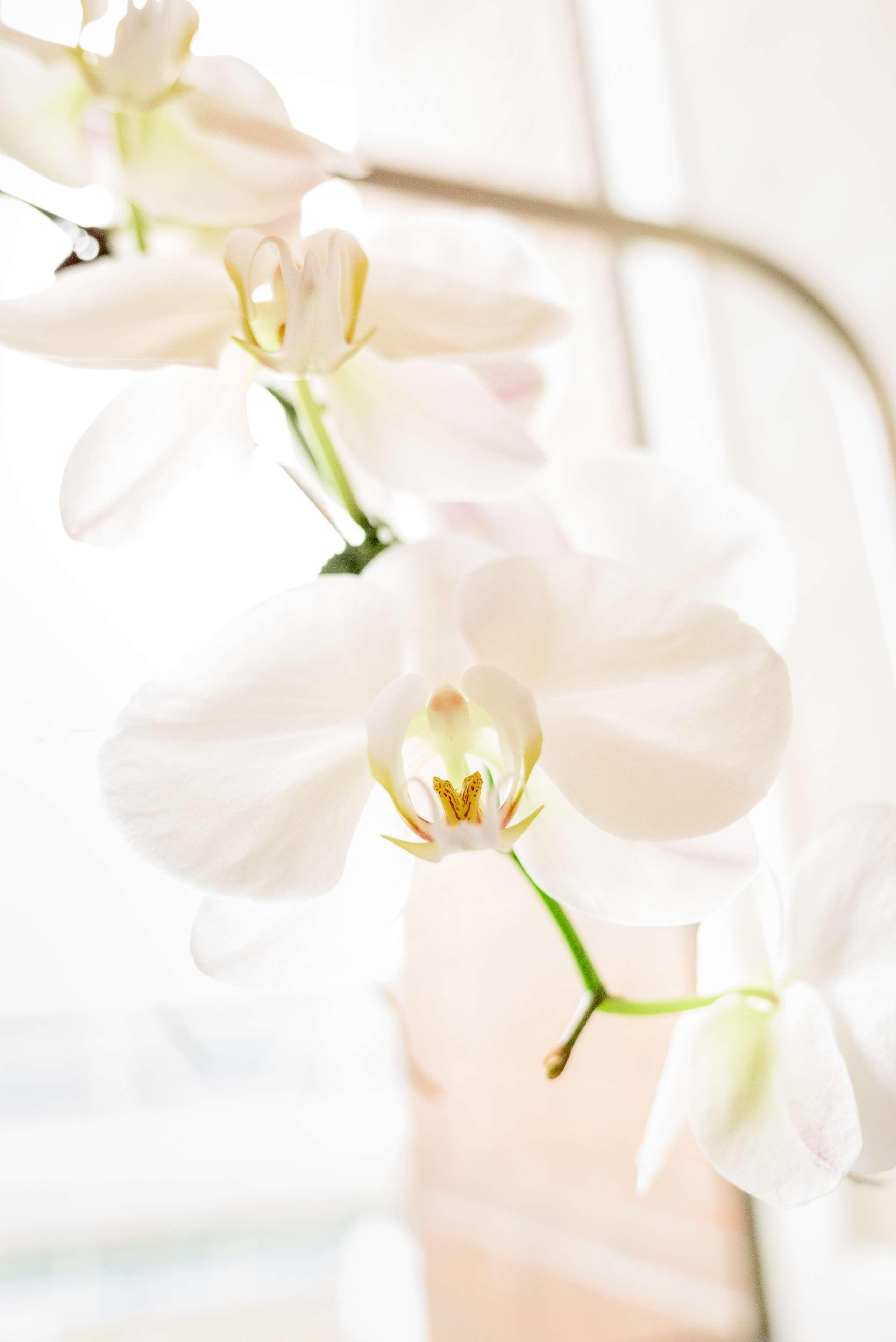 Quadruple Two Queen Beds