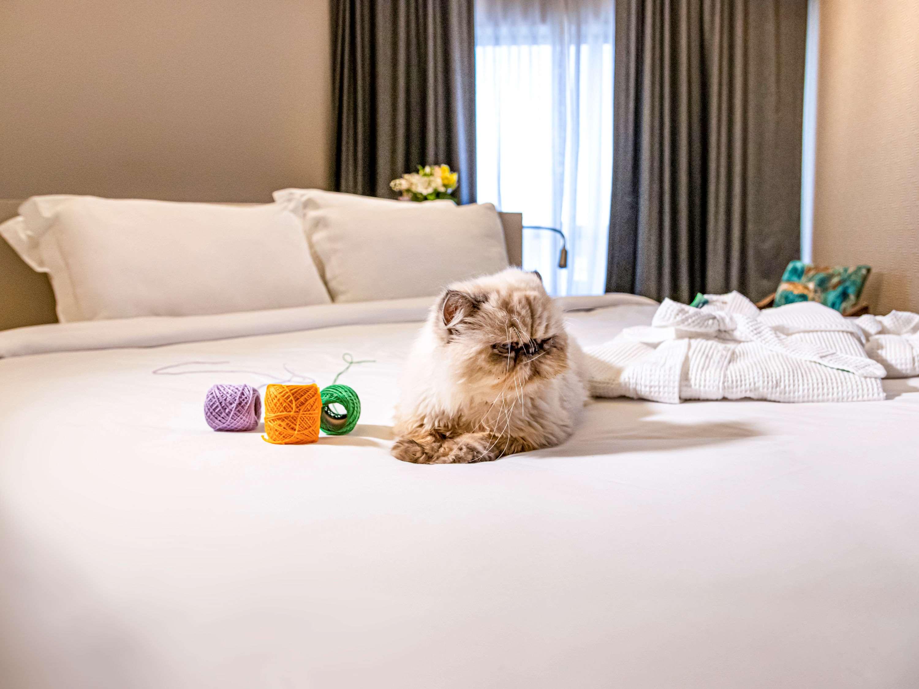 Suite Deluxe King Bed