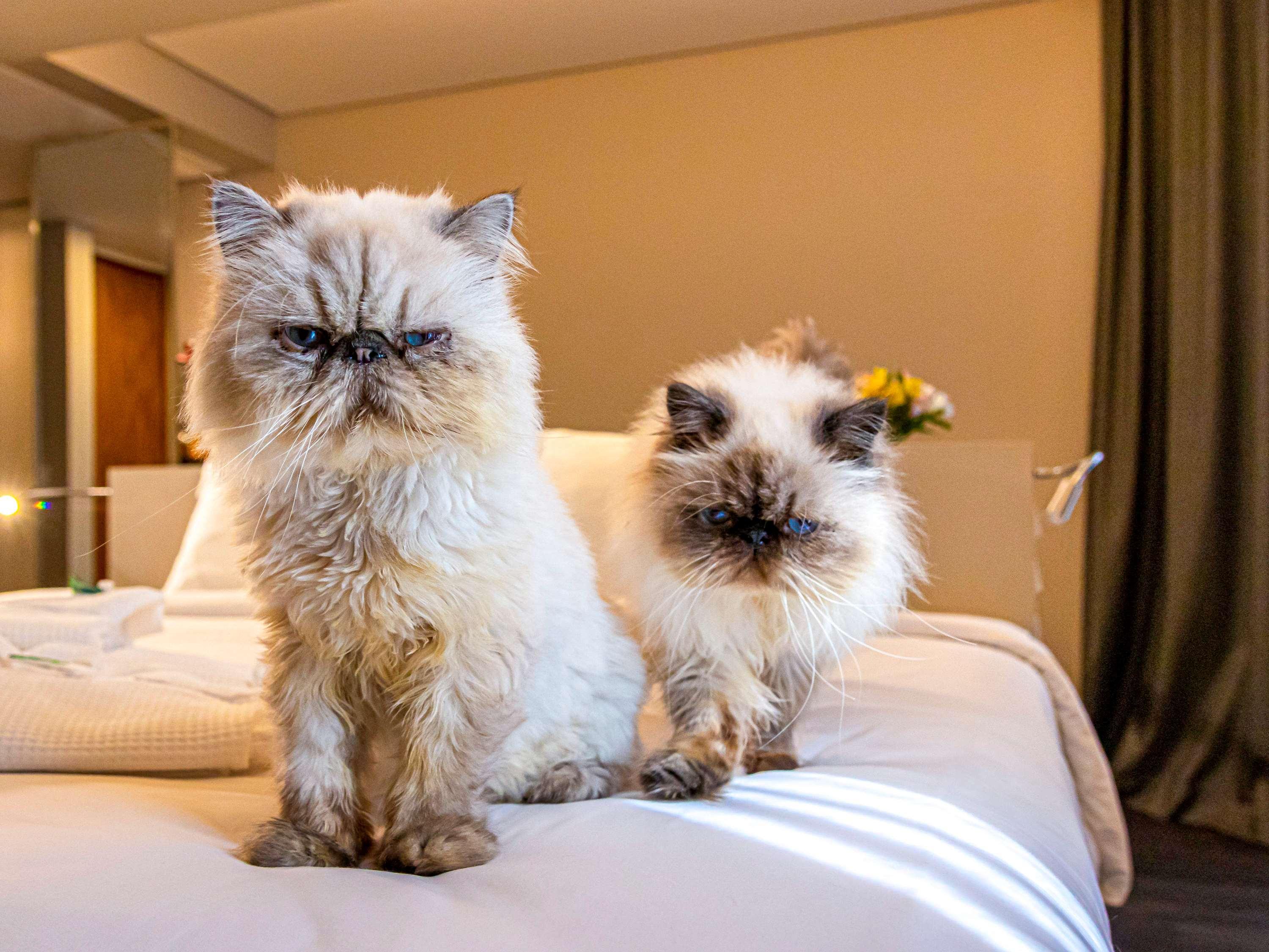 Suite Deluxe King Bed