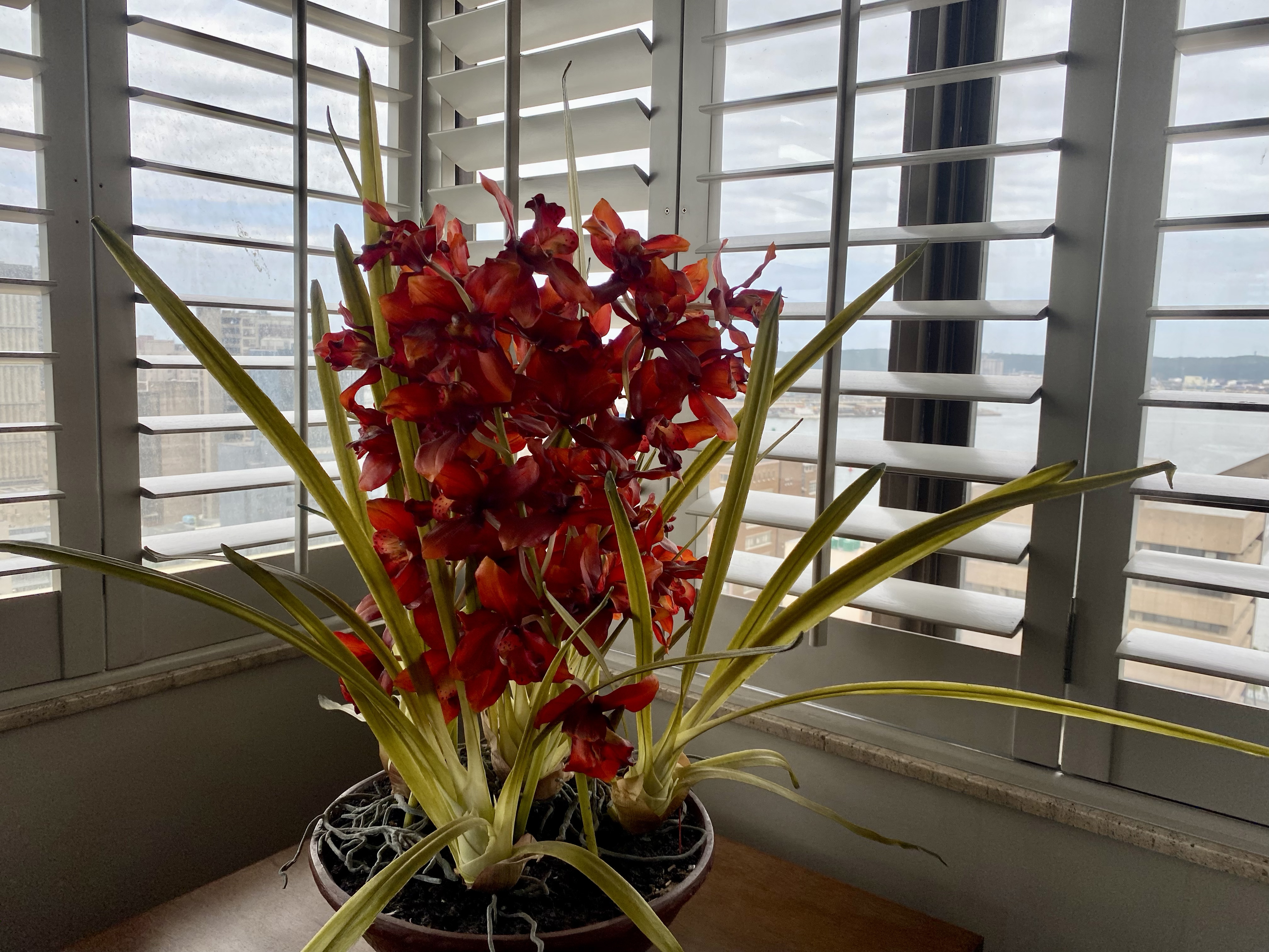 Suite Executive Superior