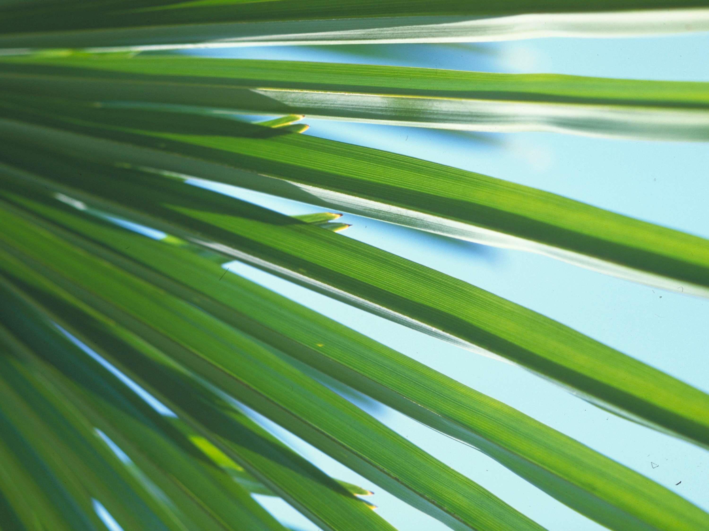 Suite Queen Size Bed