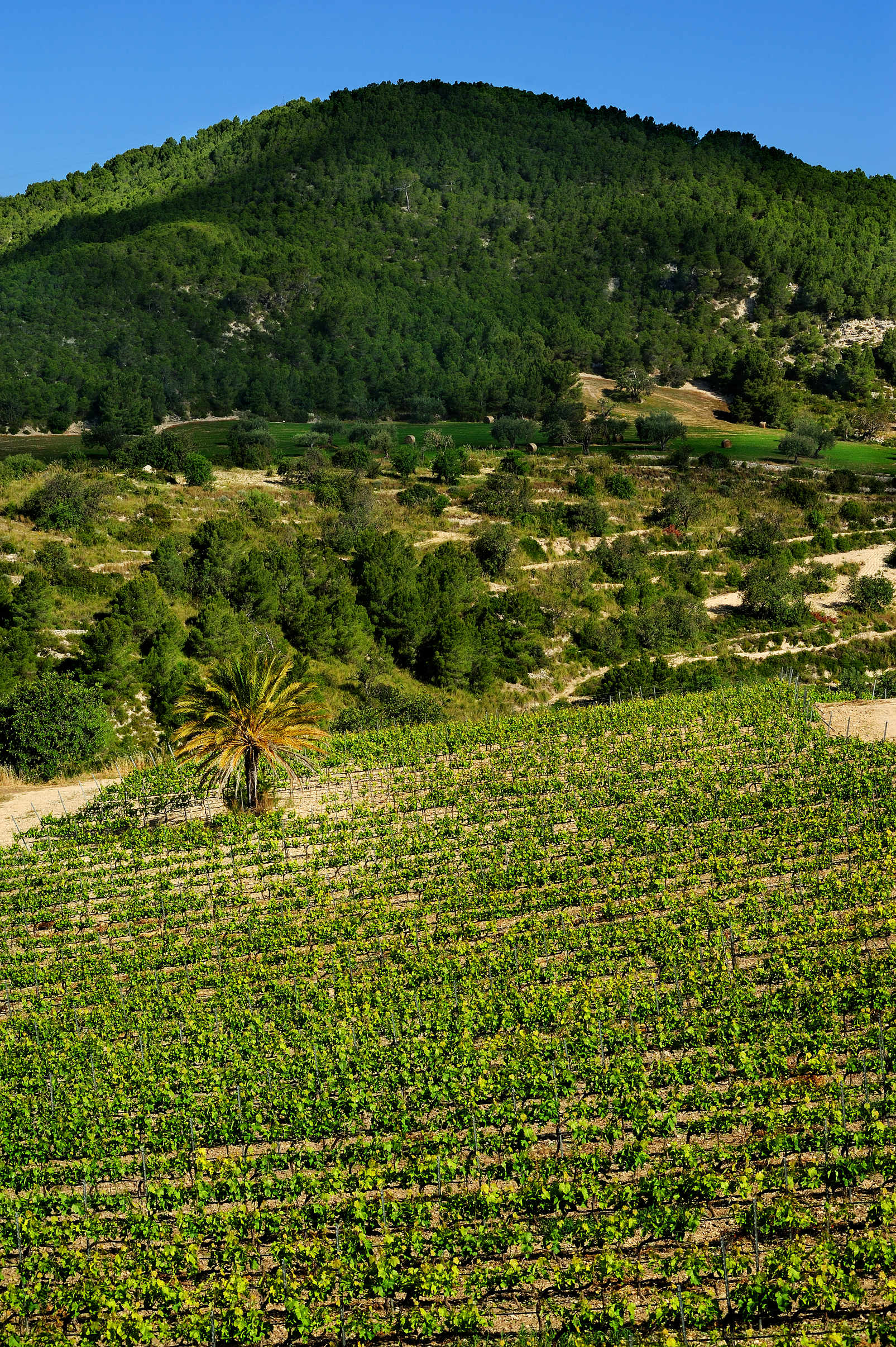 Apartment One Bedroom
