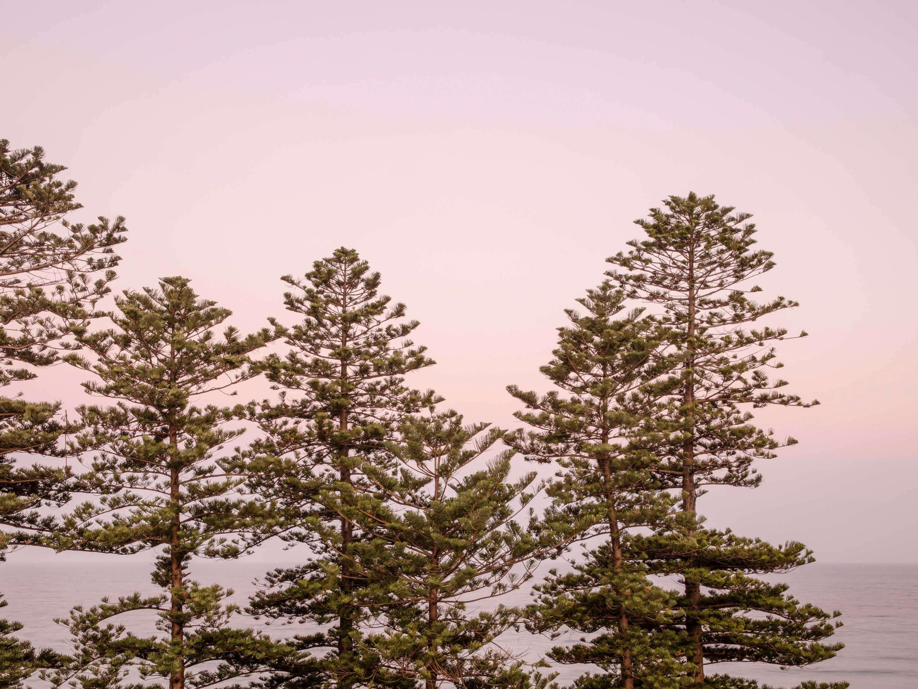 Suite Ocean View King Bed