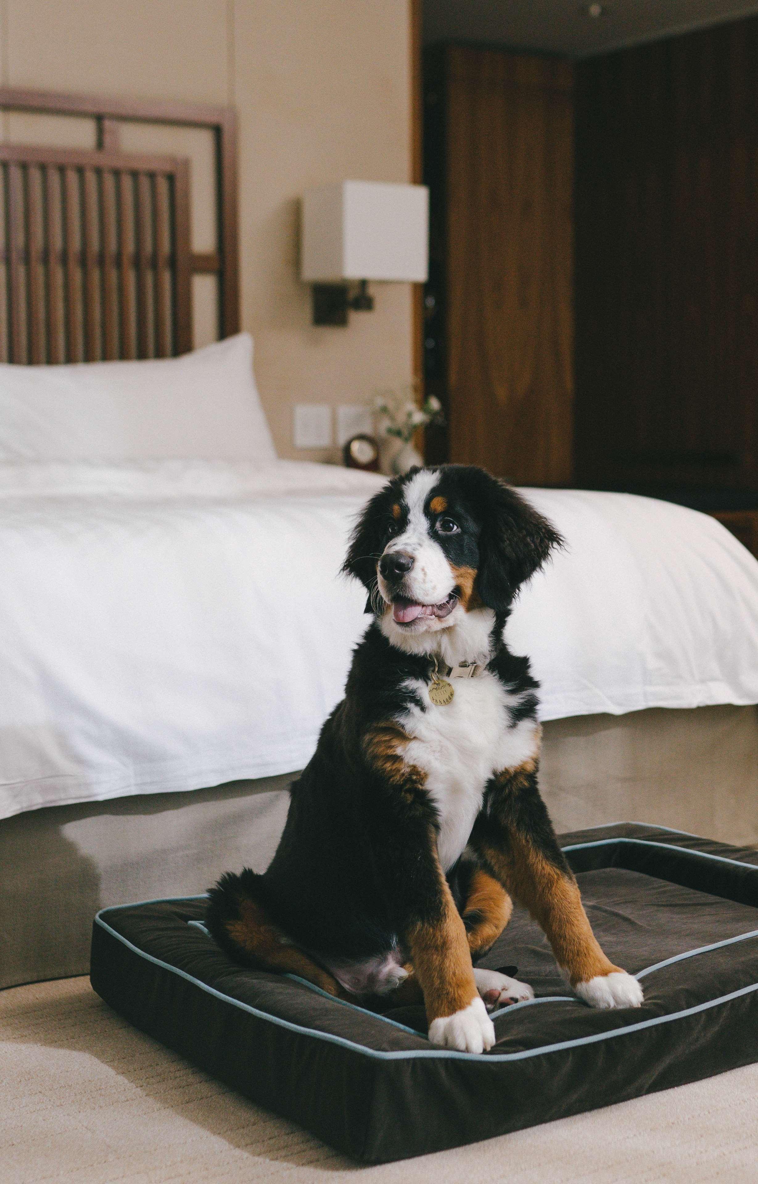 Double Deluxe King Bed