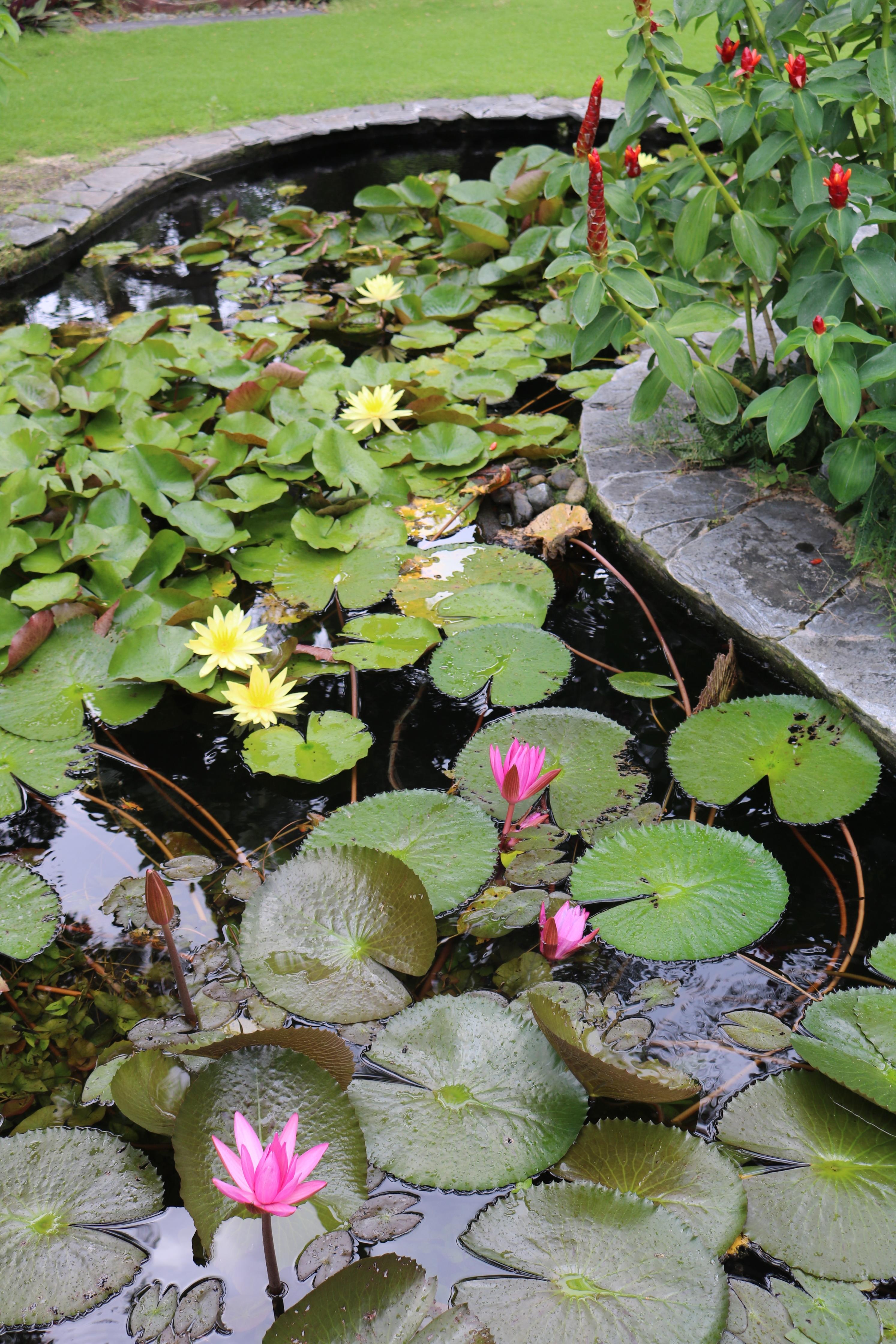 Double Deluxe Garden View