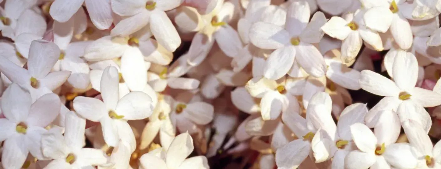 Double or Twin Classic