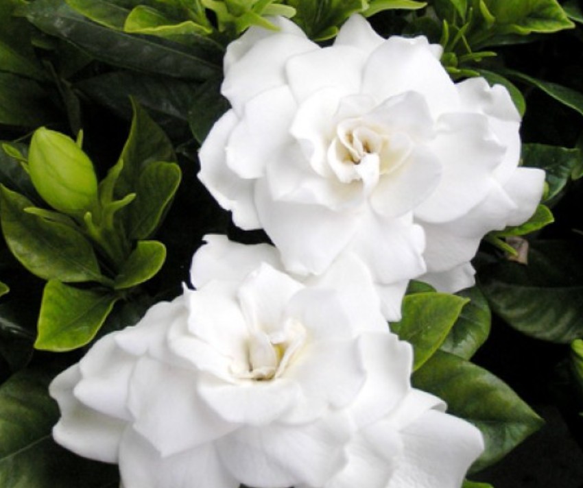 Double or Twin Deluxe