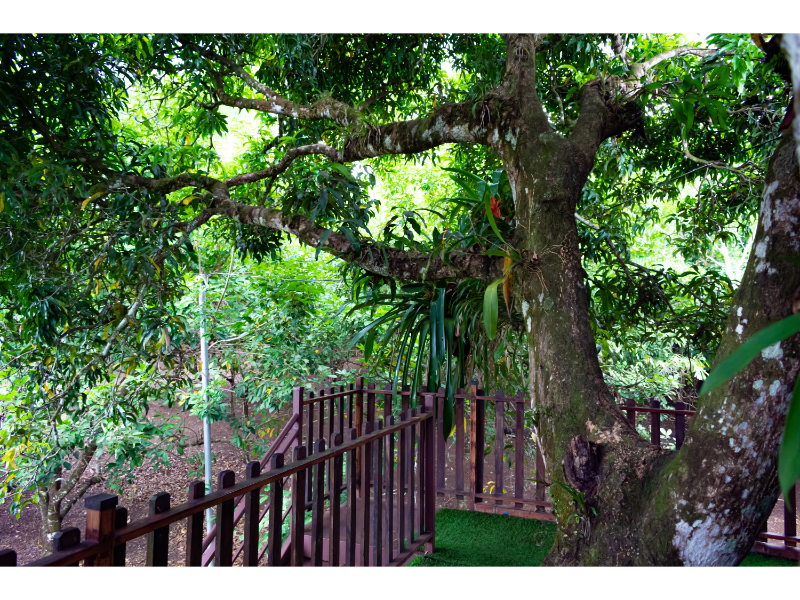 Bungalow Deluxe Two Beds