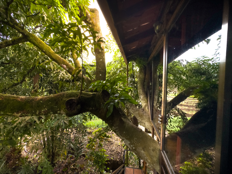 Bungalow Deluxe Two Beds