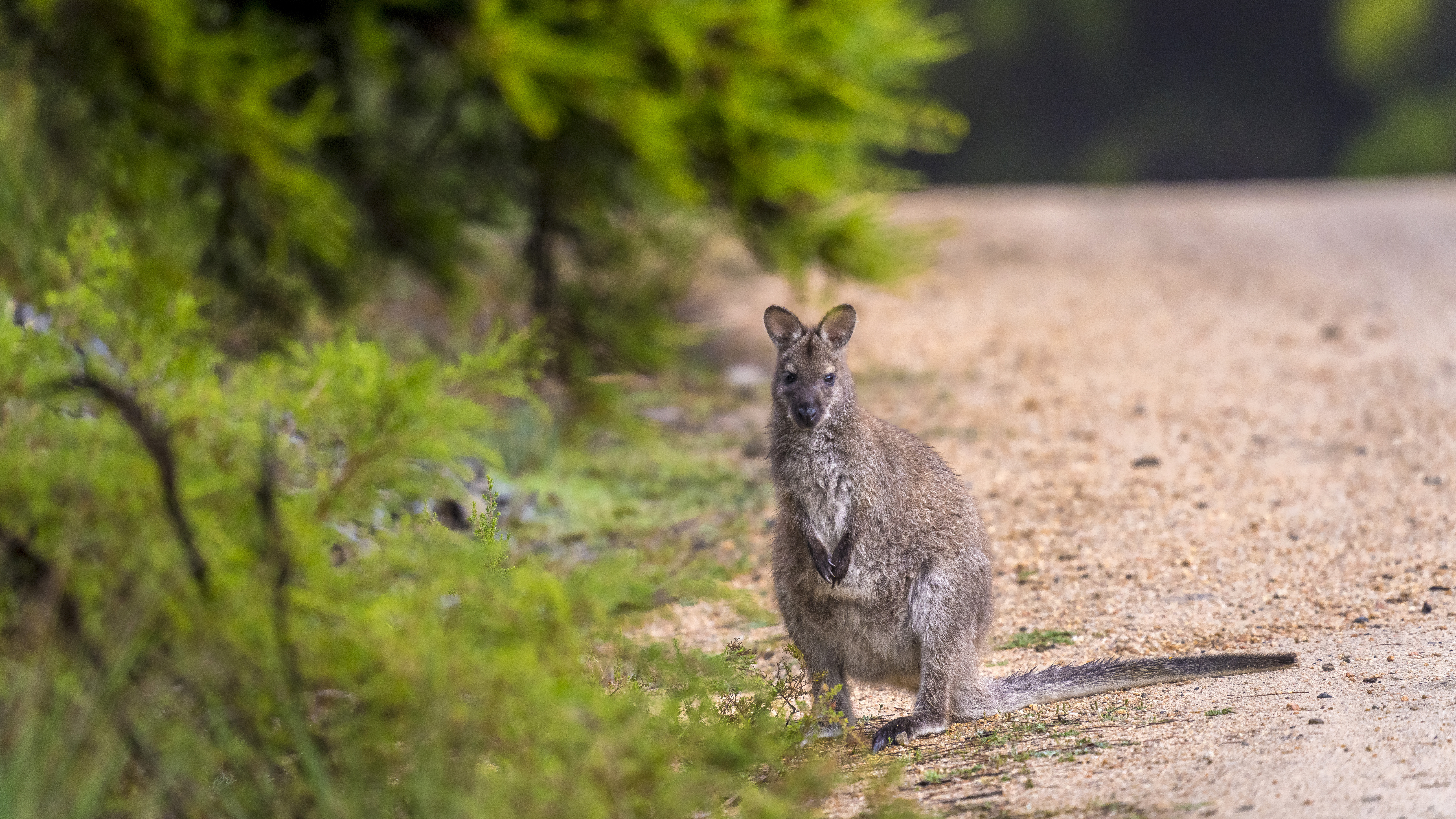Tent Deluxe Ocean View One Bedroom