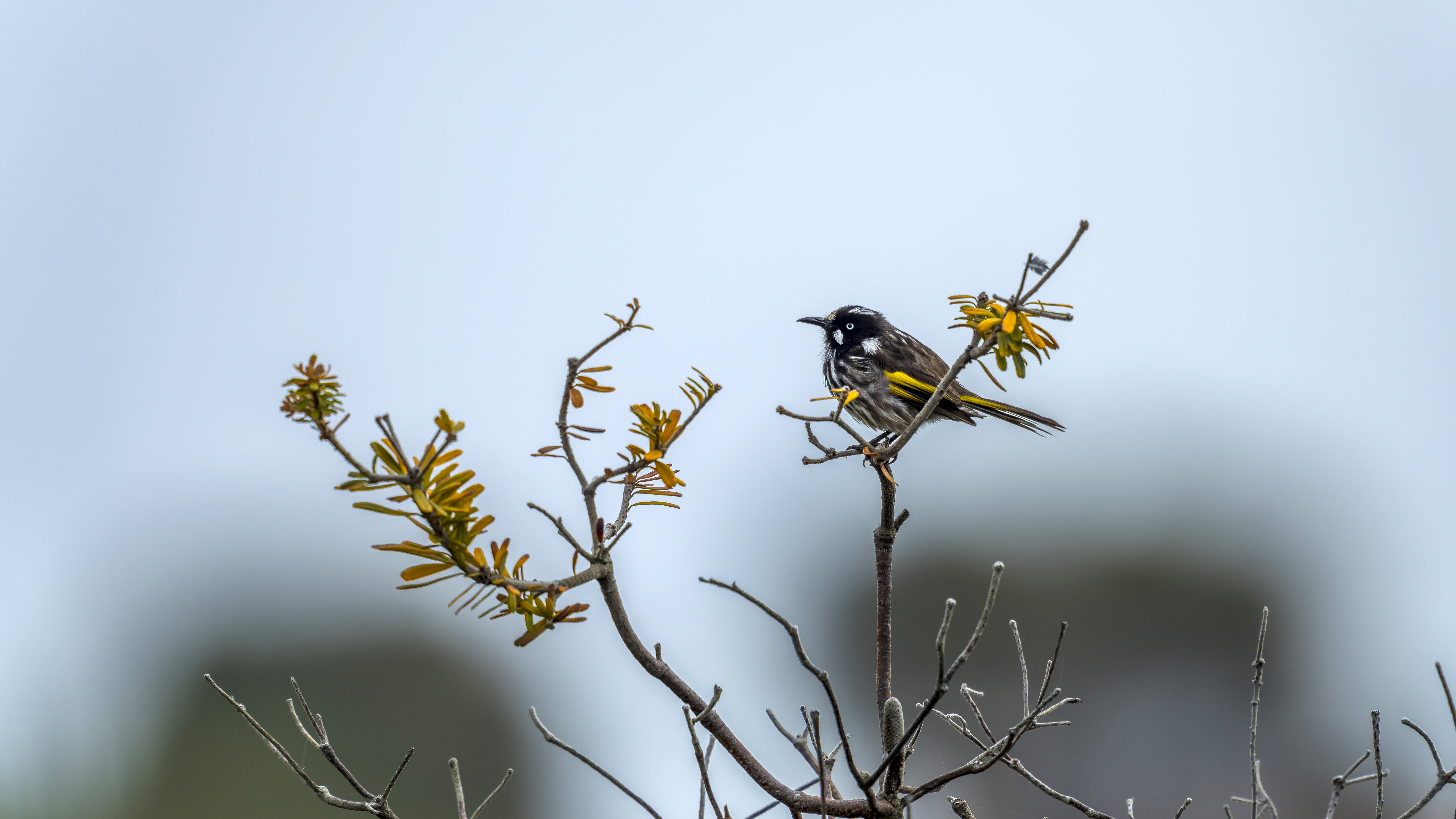 Tent Deluxe Ocean View One Bedroom