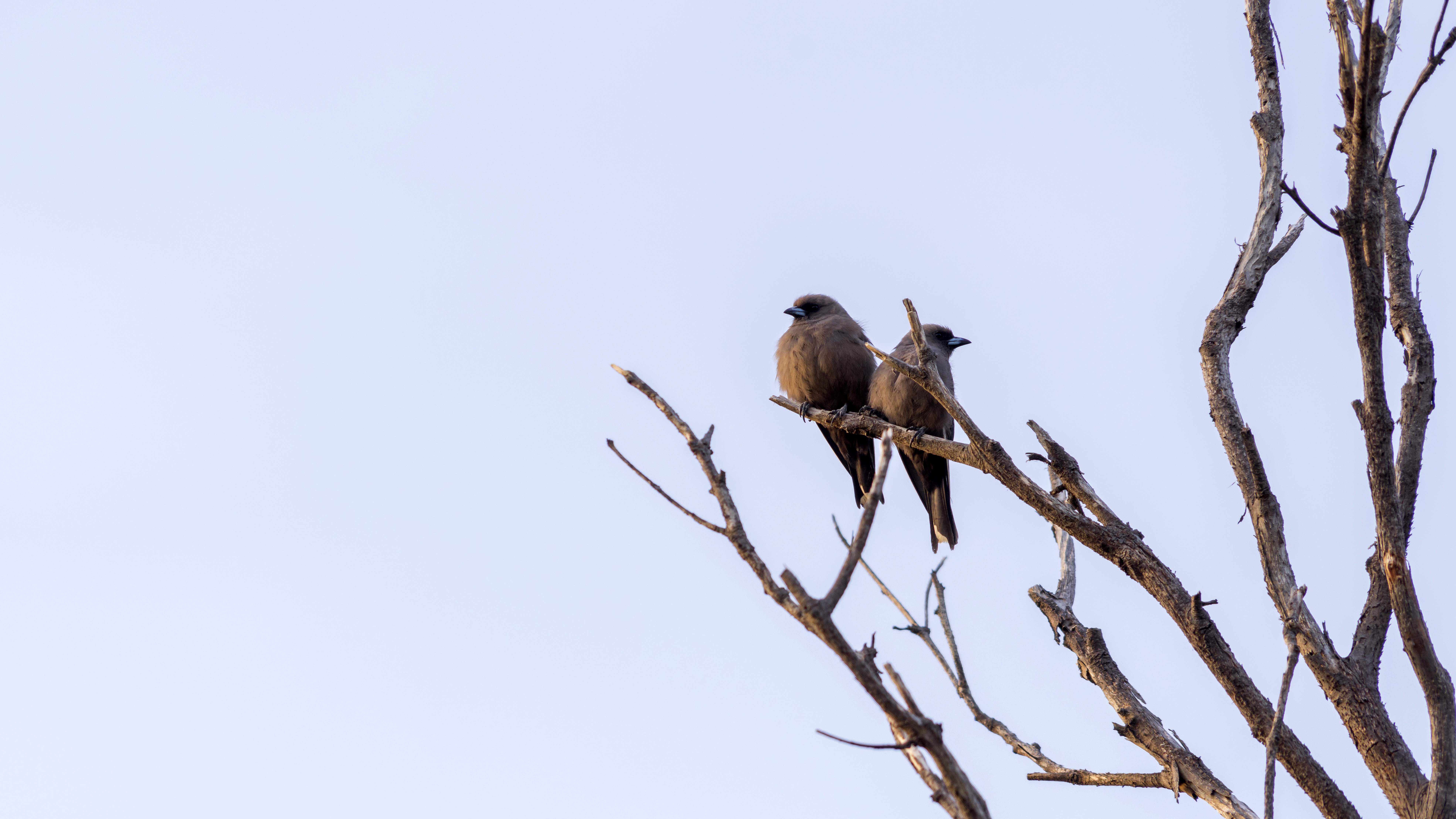 Double Deluxe Ocean View