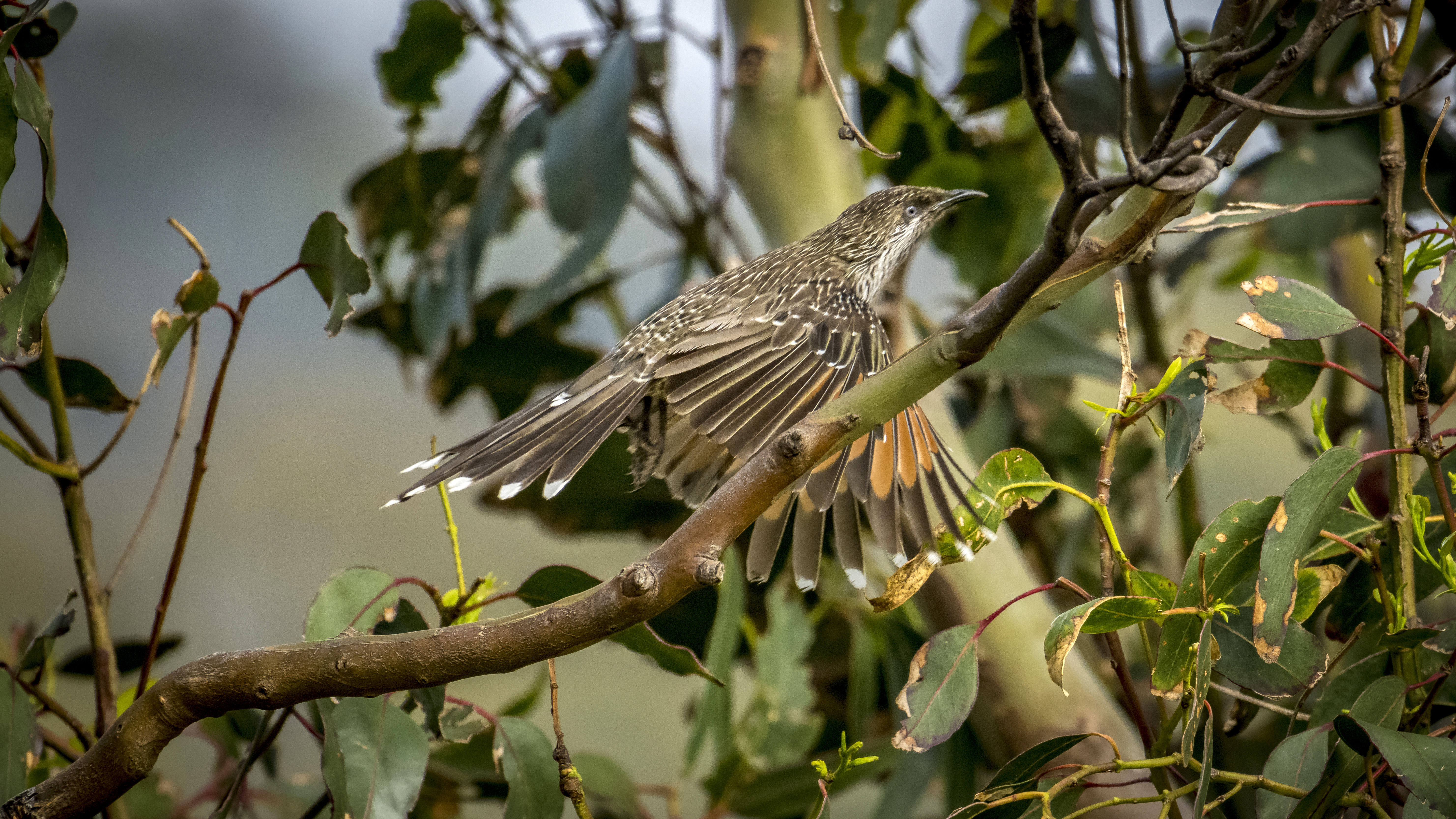 Double Deluxe Ocean View