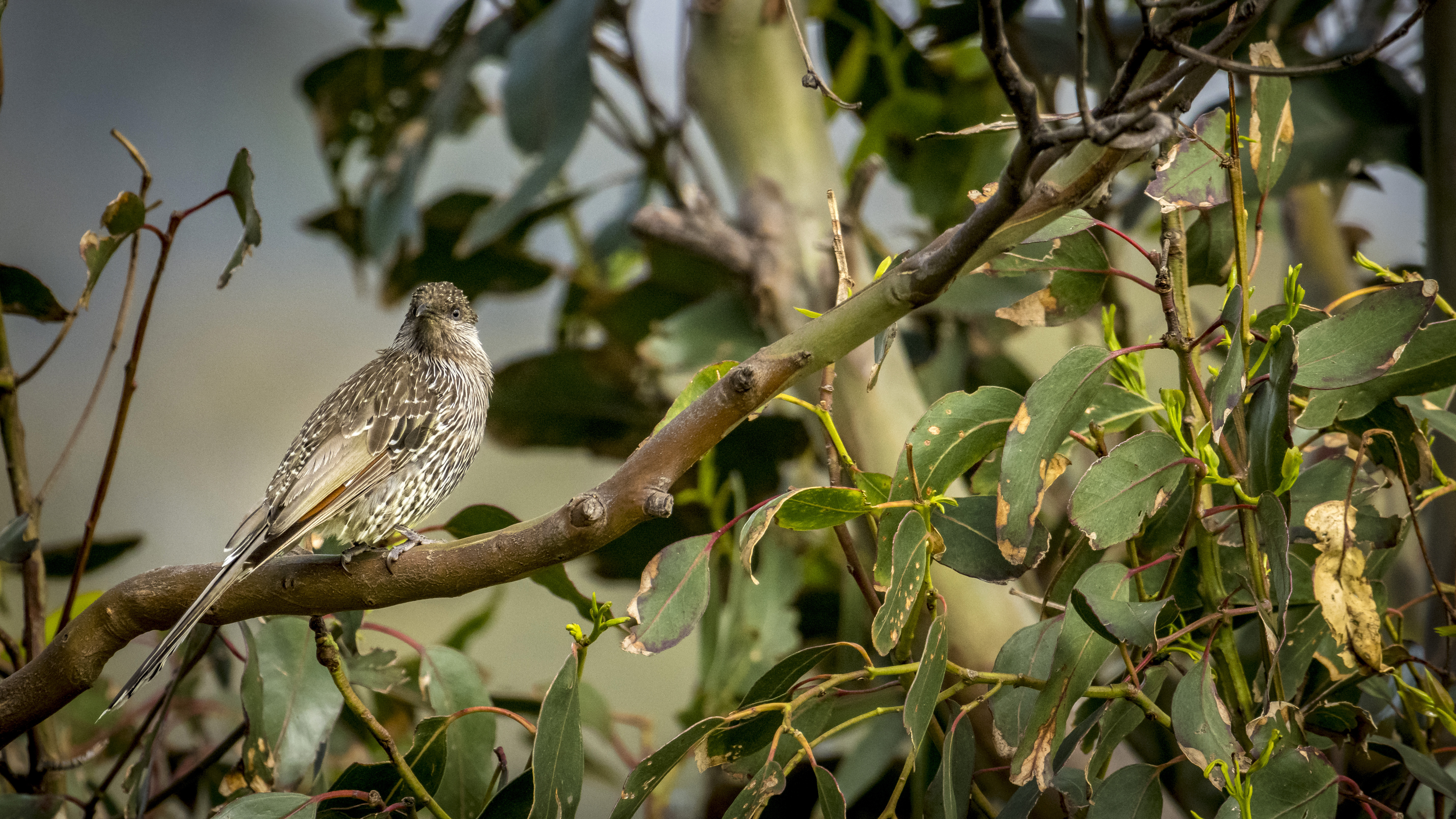 Double Deluxe Ocean View
