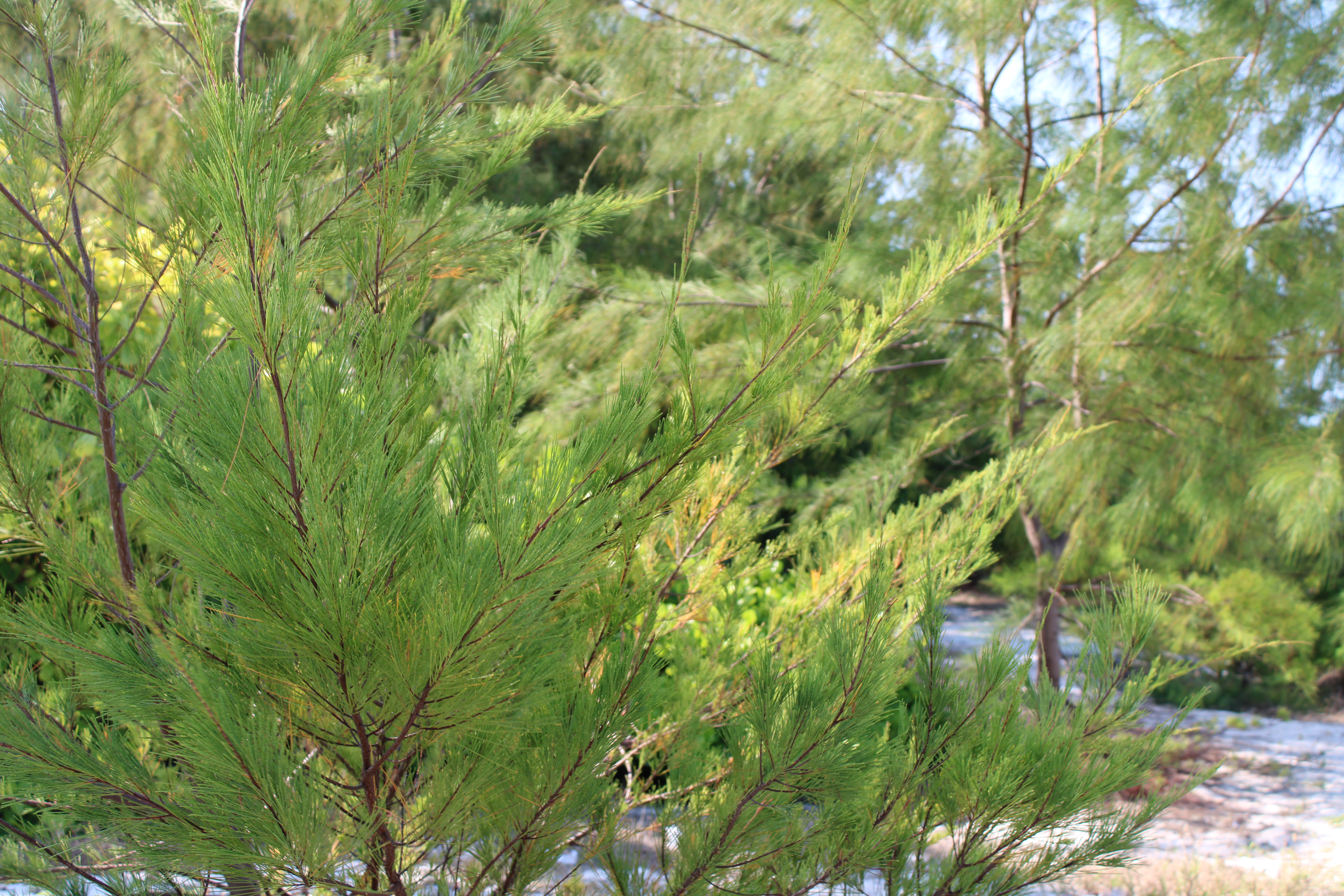 Double or Twin Deluxe Ocean View