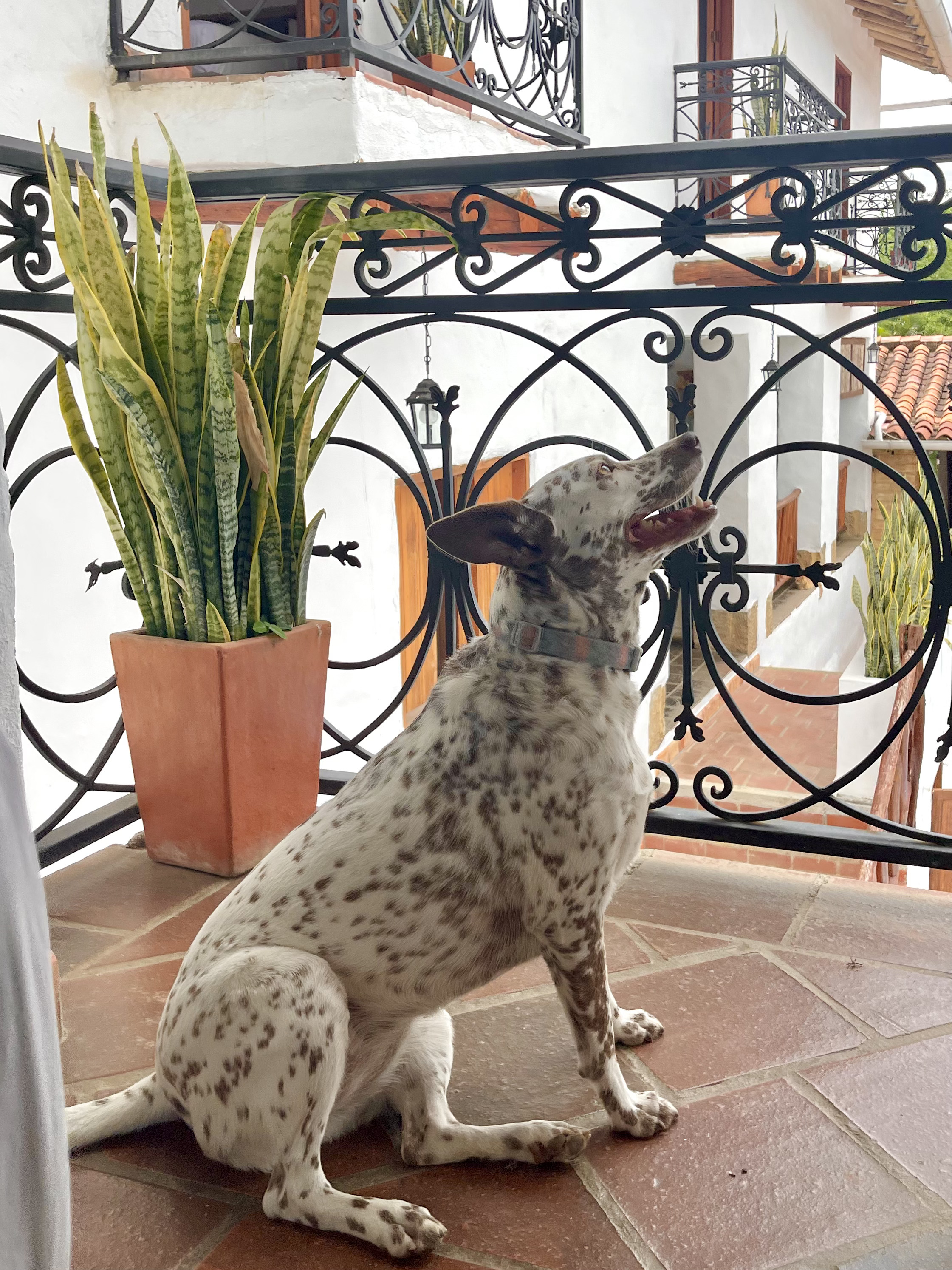 Triple Superior with Balcony