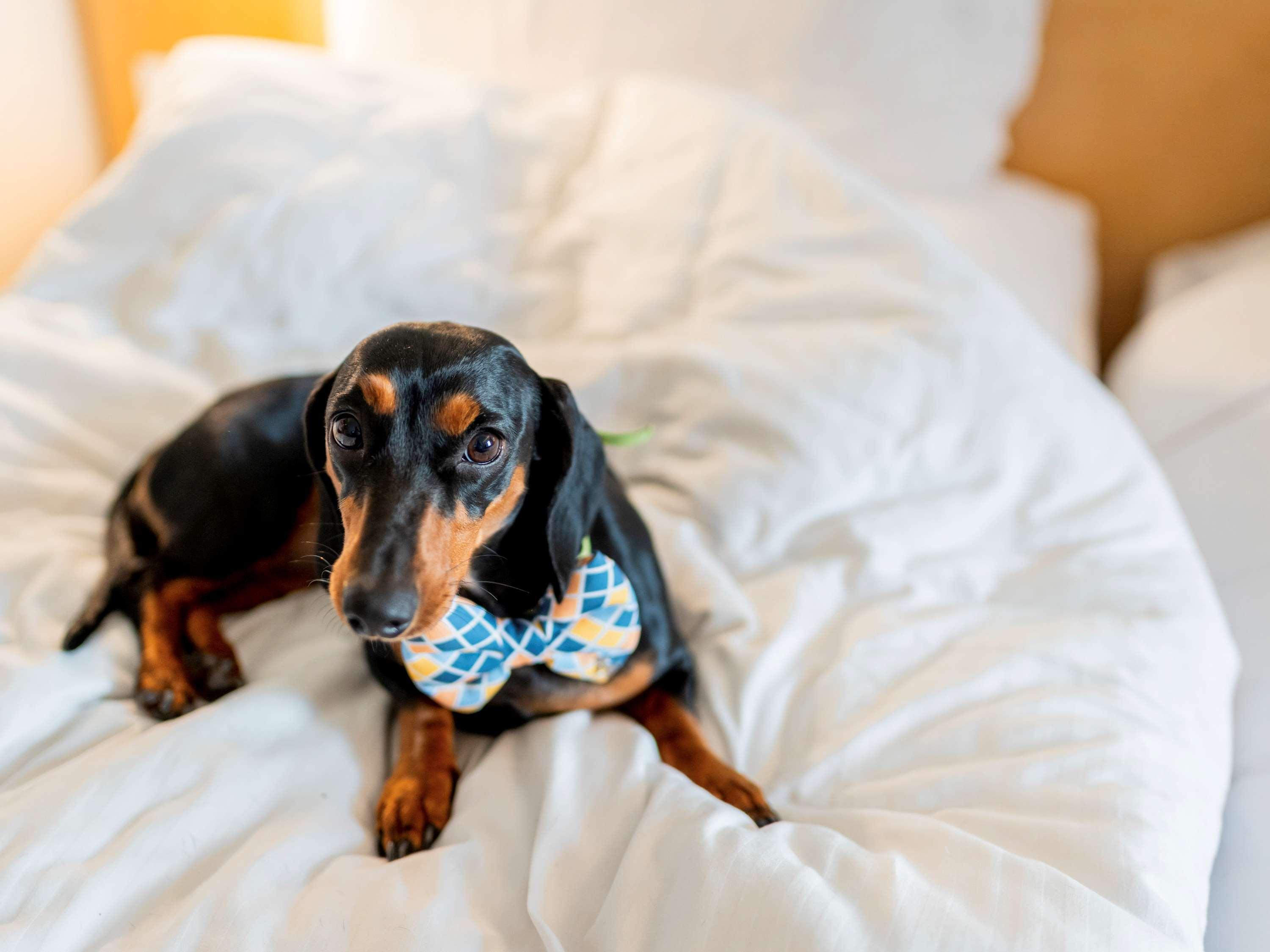 Double Queen Size Bed