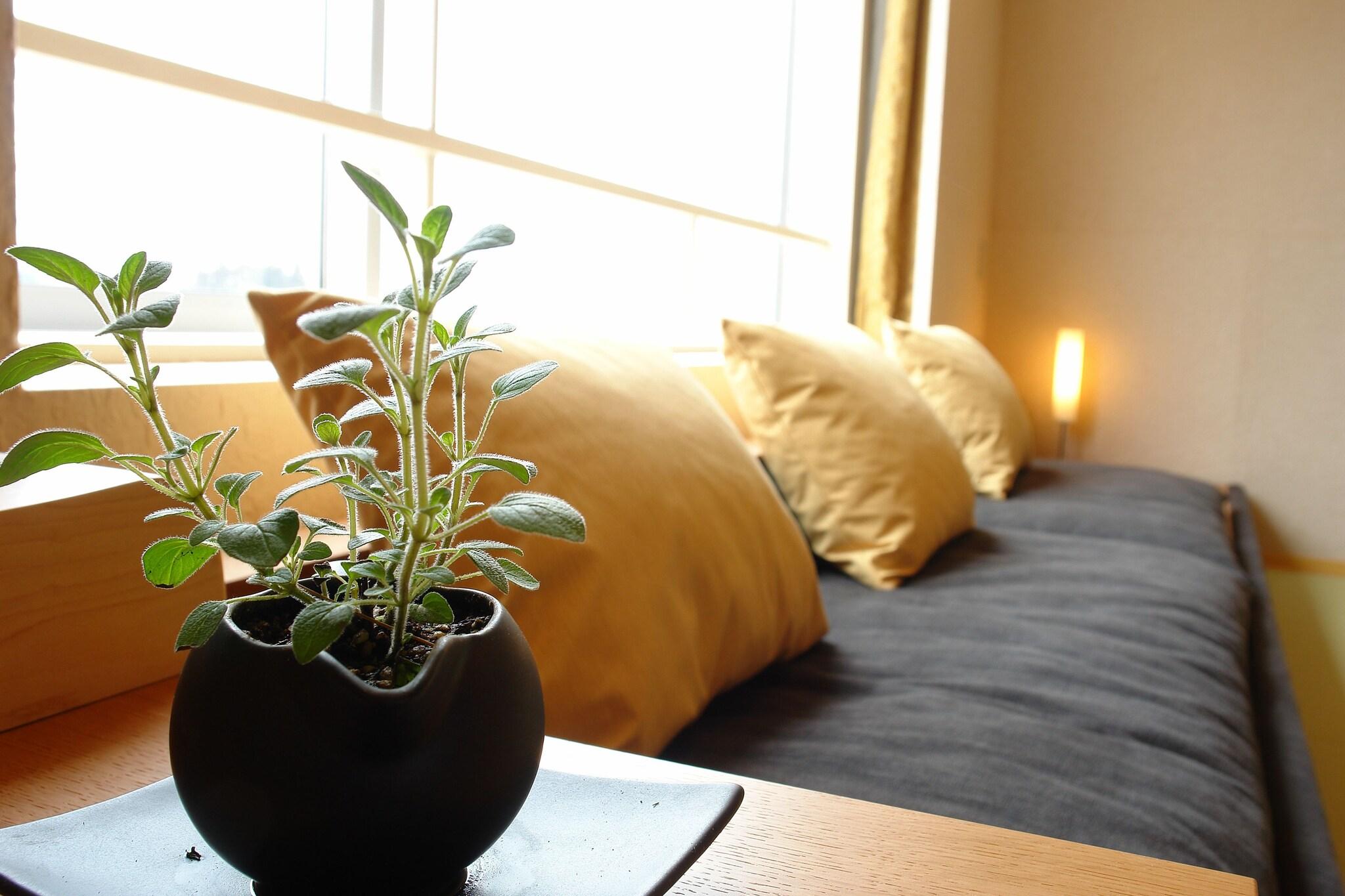 Suite Standard