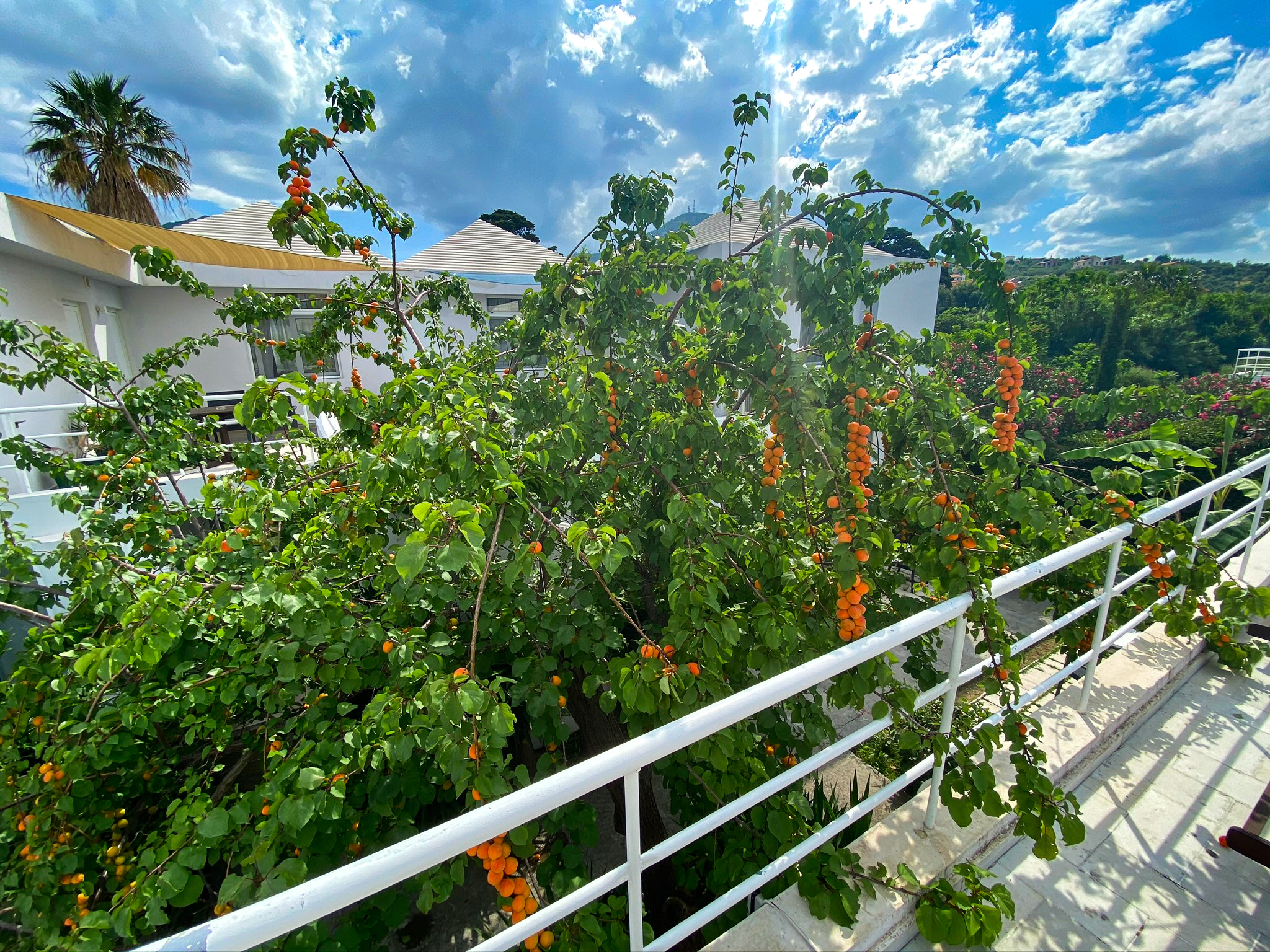 Apartment Superior Pool View