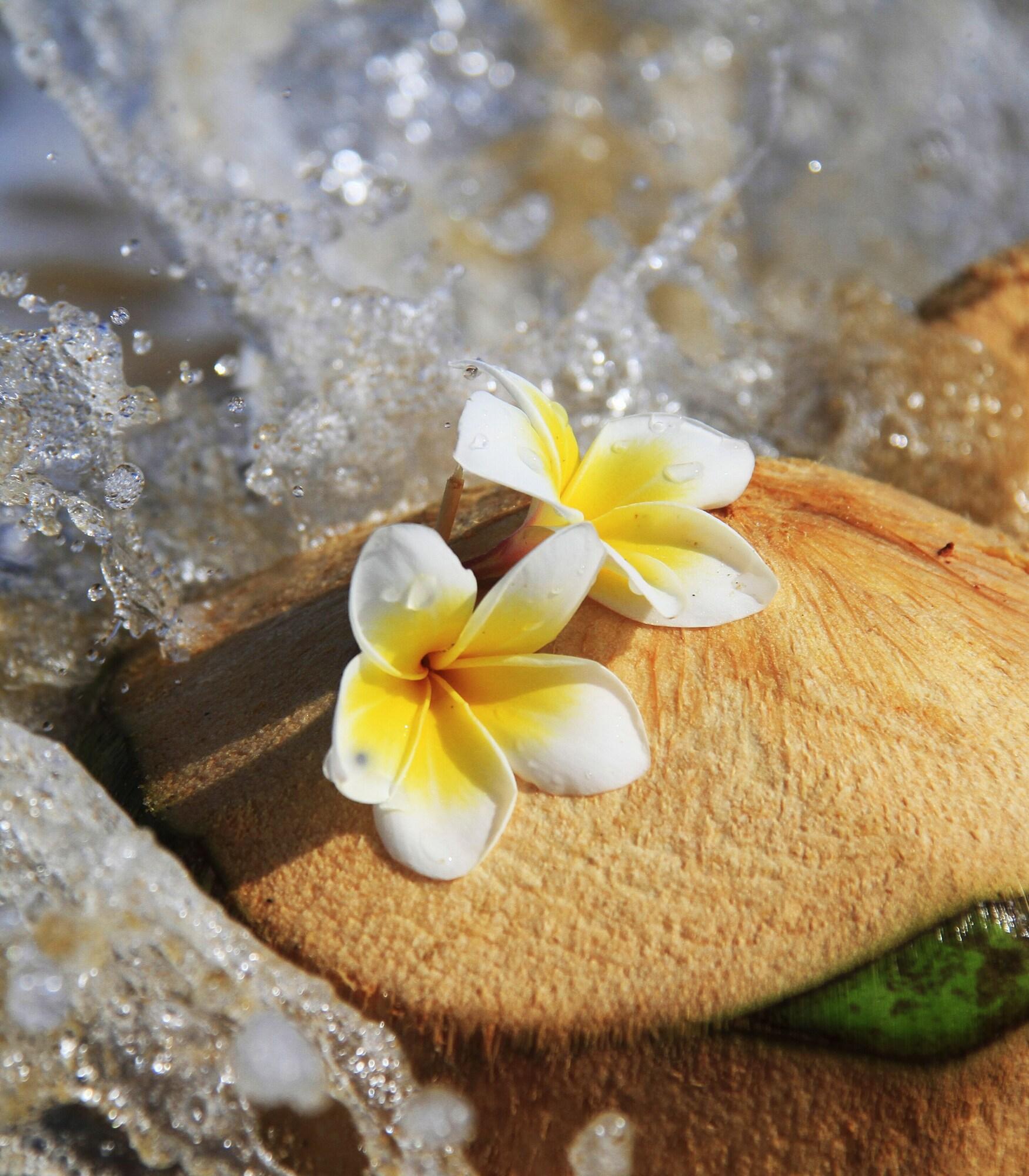 Family Room Garden View with Balcony