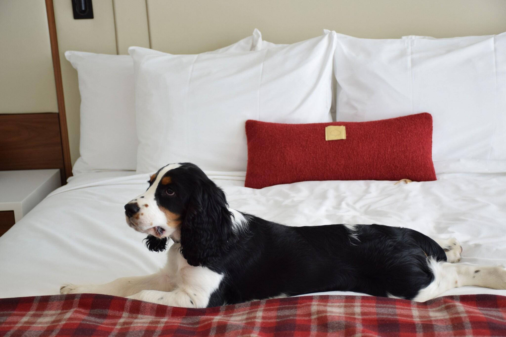 Double King Size Bed