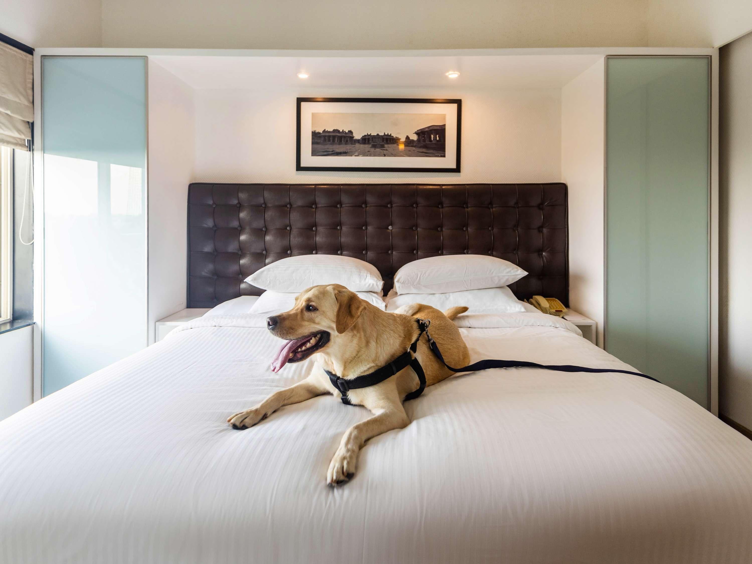 Suite Executive One Bedroom