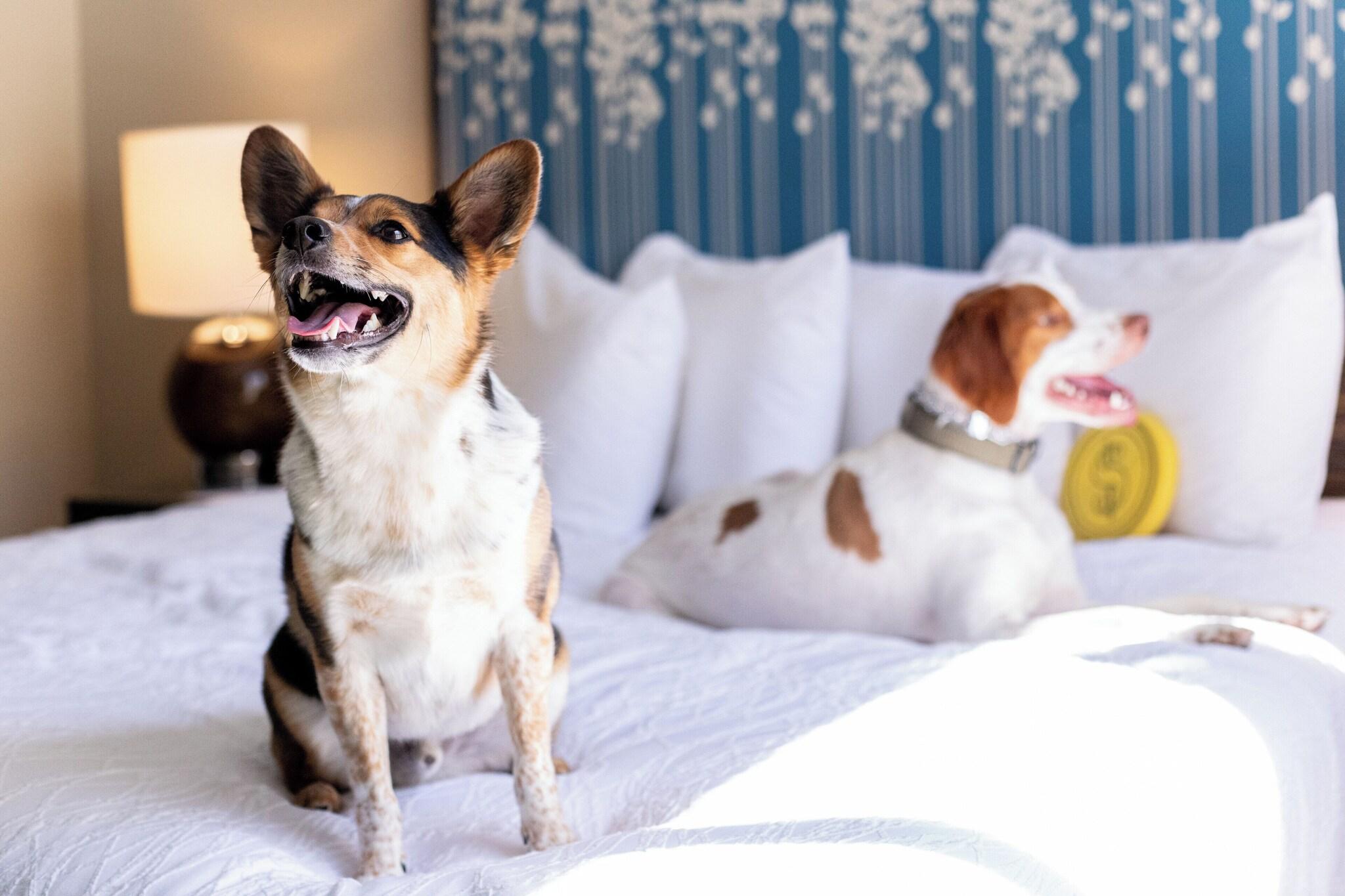 Double Two Queen Beds