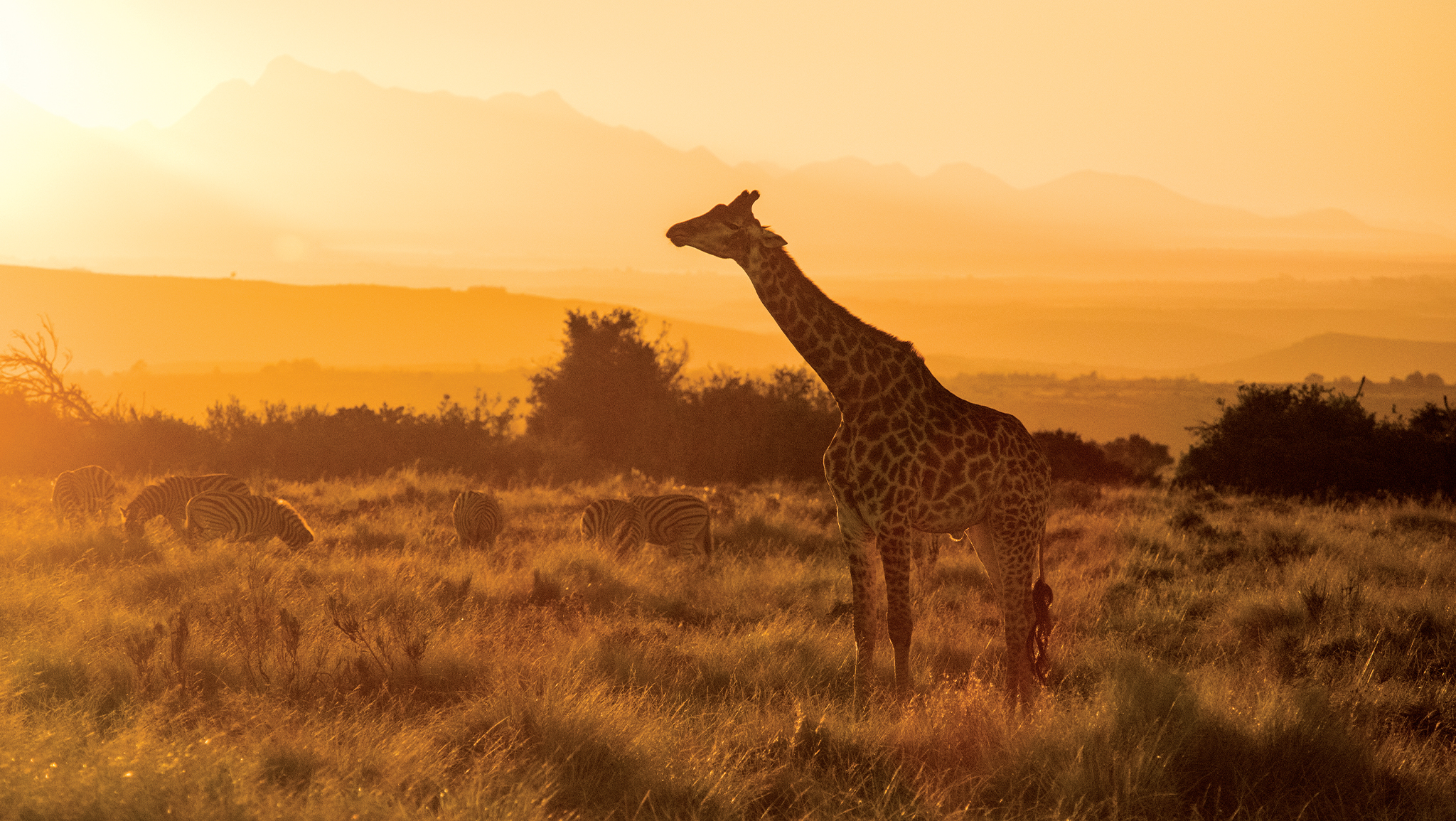 Sports and Entertainment