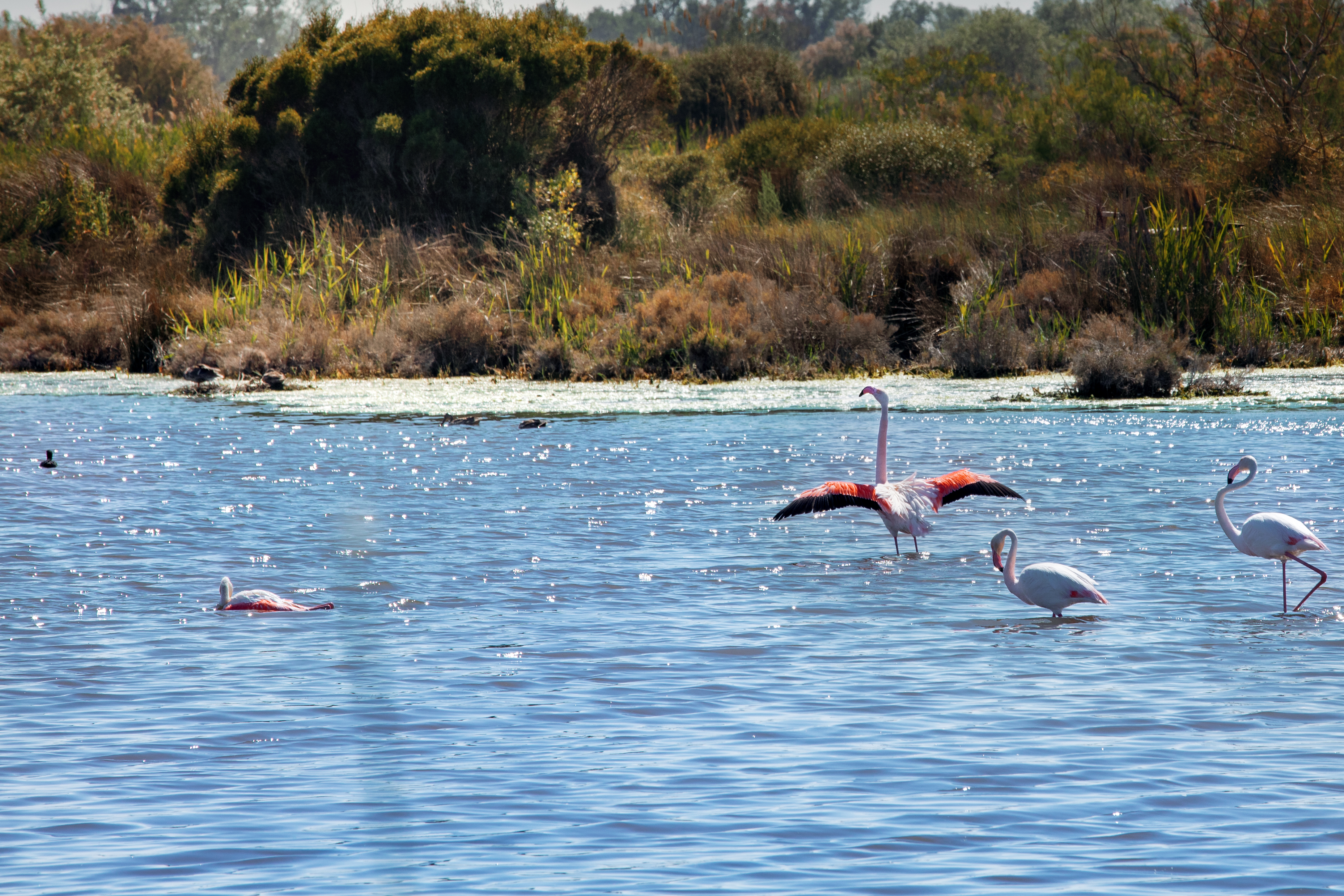 Sports and Entertainment