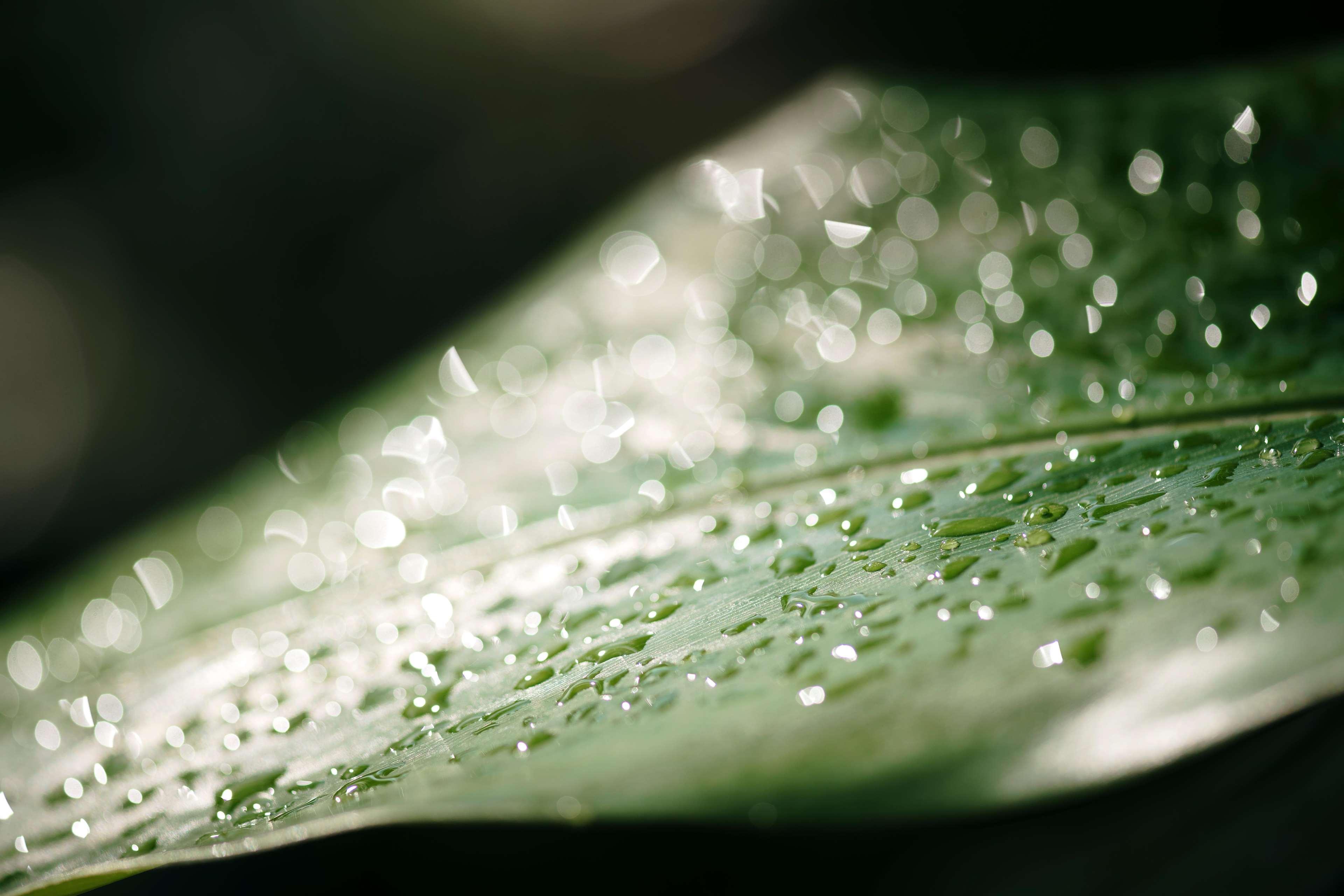 Room Club Beach Front