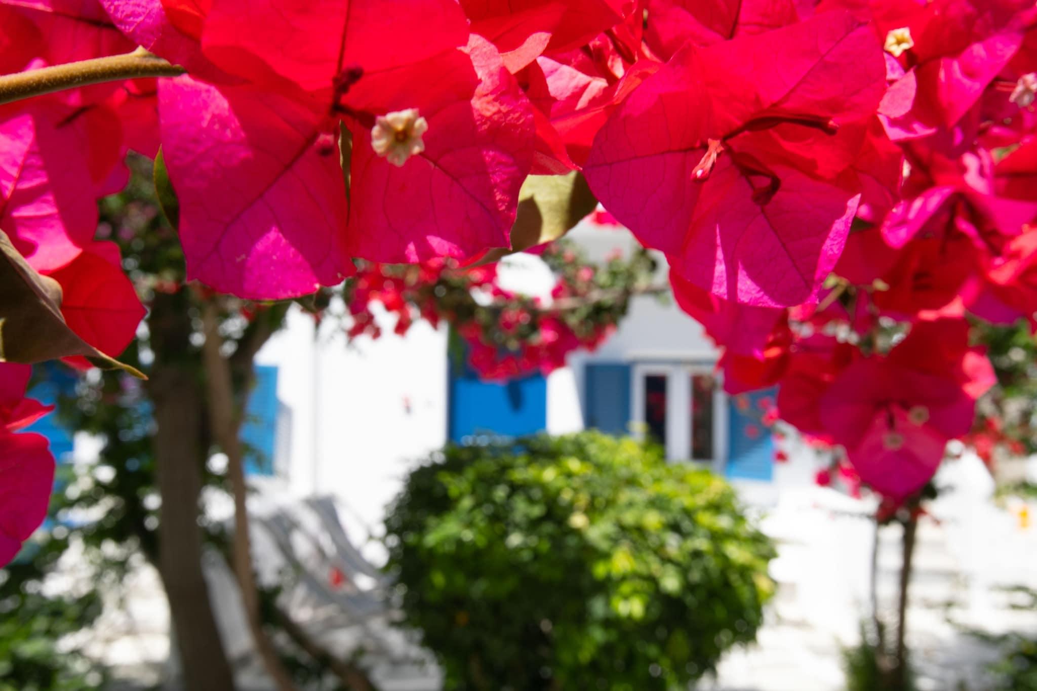 Quadruple Deluxe Garden View